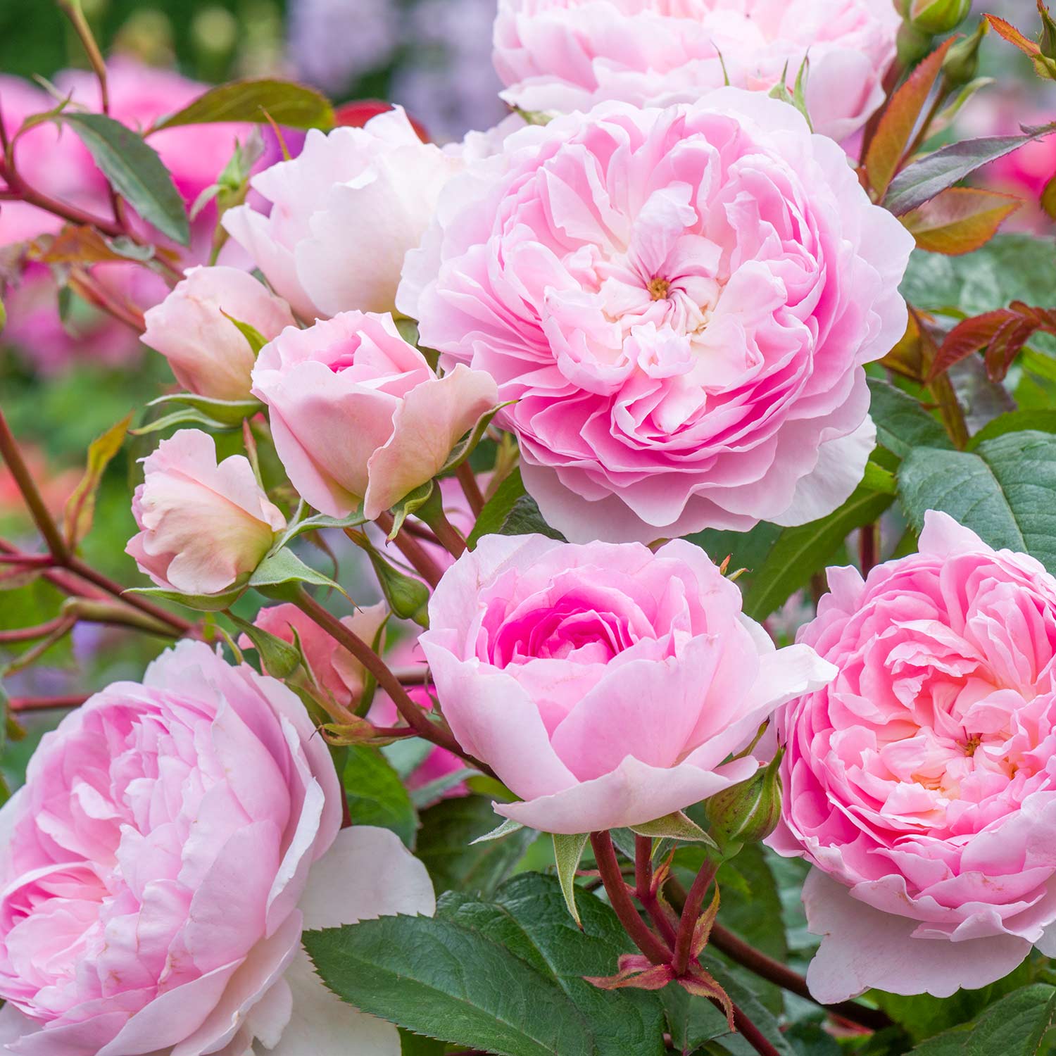 David Austin-Rose 'Silas Marner®', 5 Liter, A-Qualität, 3 starke Triebe Liefergröße: drei starke Triebe