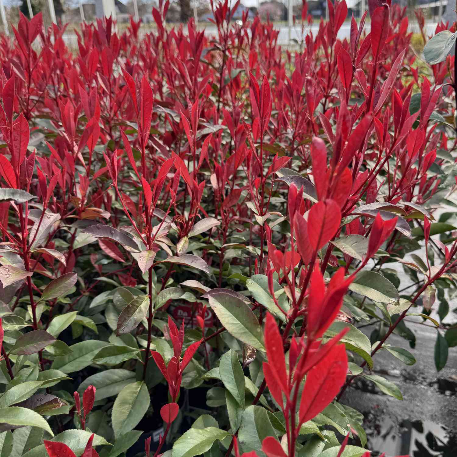 Rote Glanzmispel 'Red Robin' Rote Glanzmispel 'Red Robin'