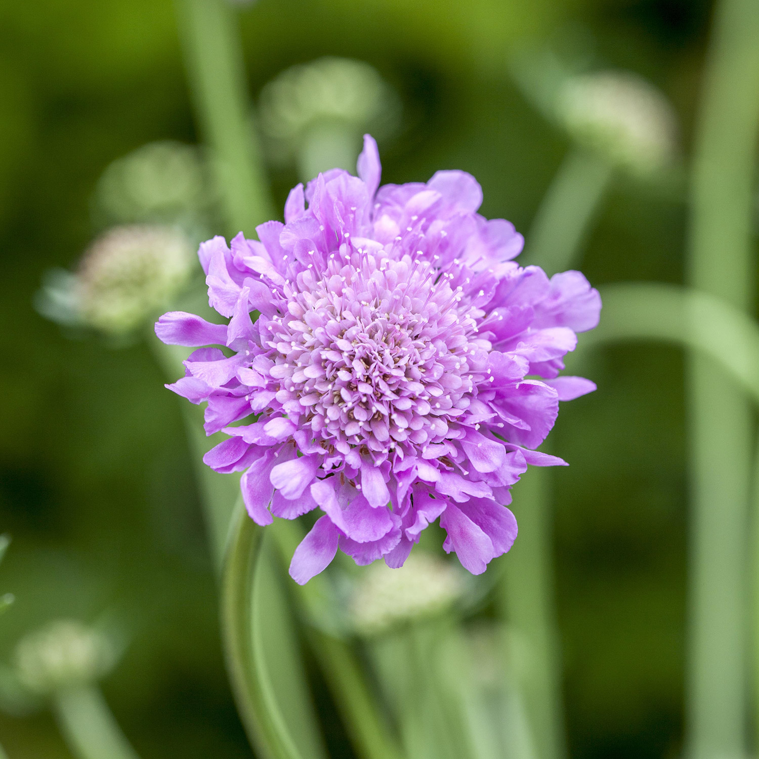 Kategorie <b>Produkt ohne Kategoriezuordnung </b> - Tauben-Skabiose 'Pink Mist' Lieferform: Im 9 cm Topf - Scabiosa columbaria