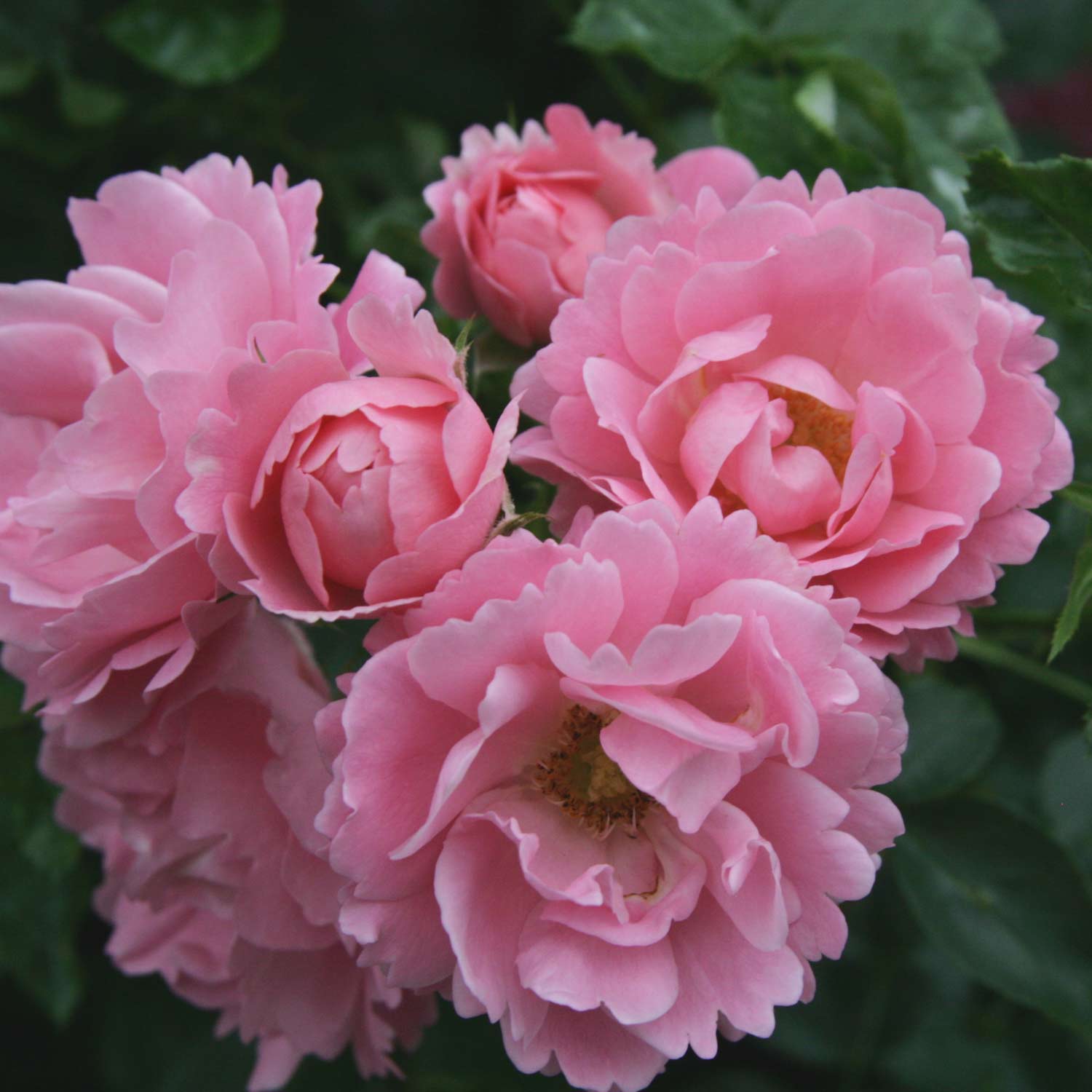 Bodendeckerrose 'Sommerwind®', 3 - 5 Liter, A-Qualität, 3 starke Triebe Liefergröße: drei starke Triebe
