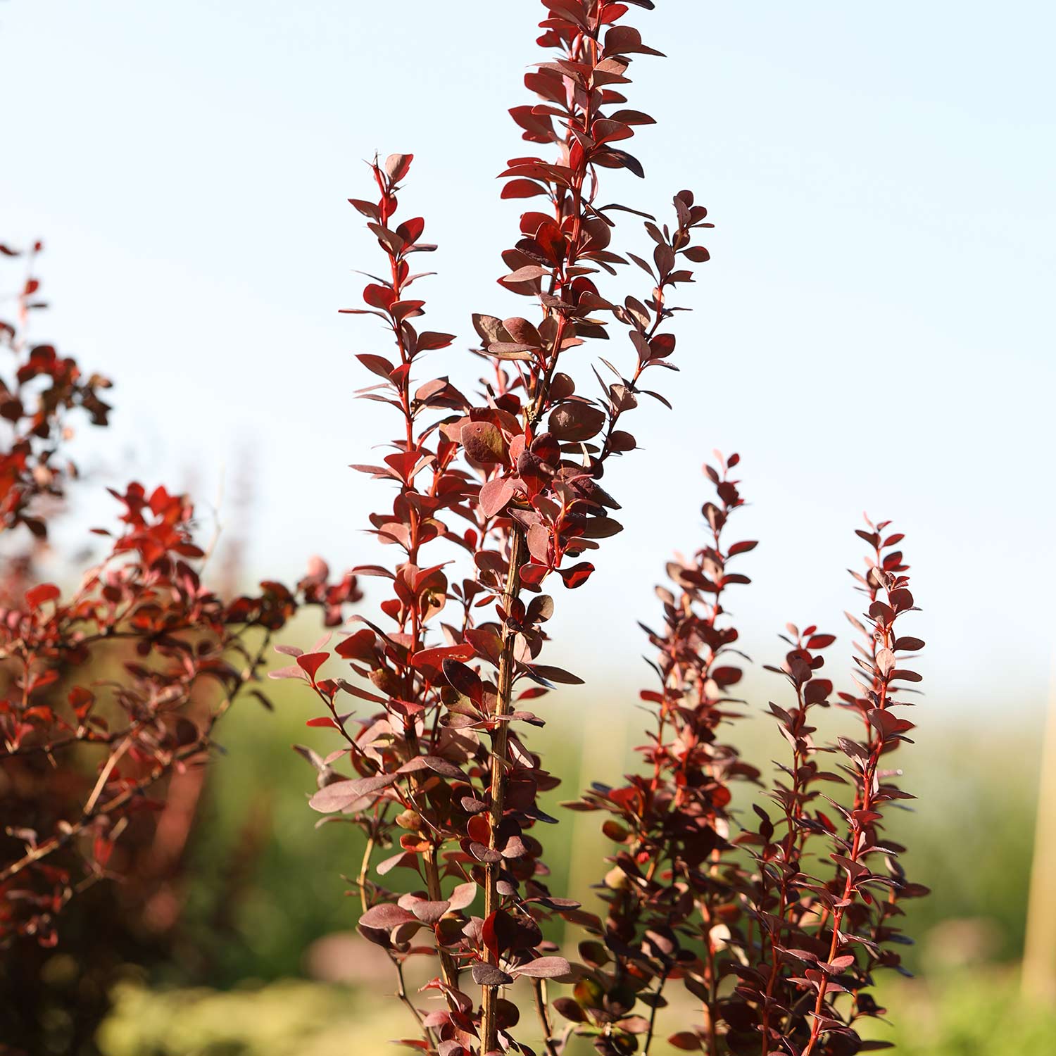 Berberitze 'Summer Chocolate', 3 Liter, 30 - 40 cm Liefergröße: 30 - 40 cm