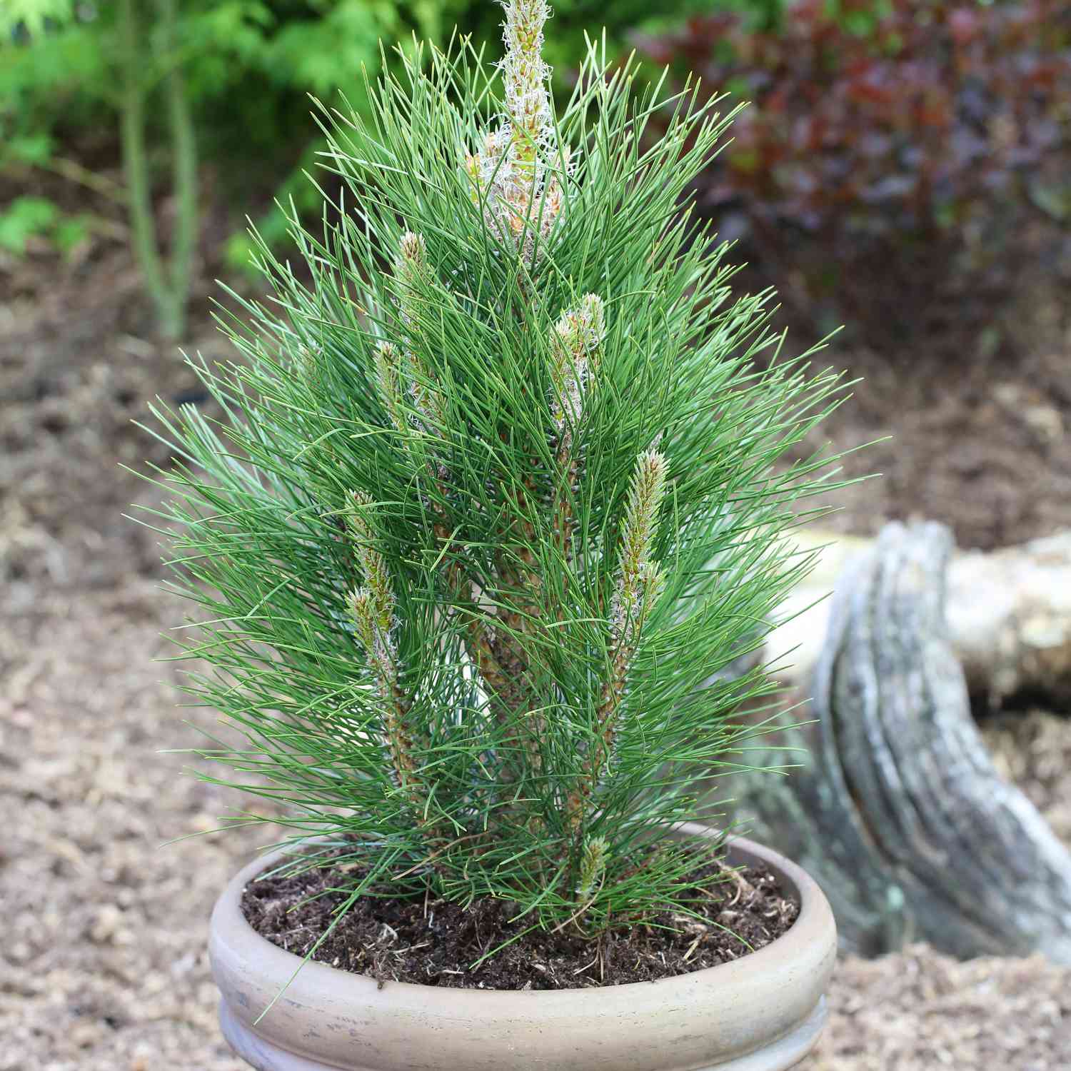 Säulenschwarzkiefer 'Green Tower' Säulenschwarzkiefer 'Green Tower'