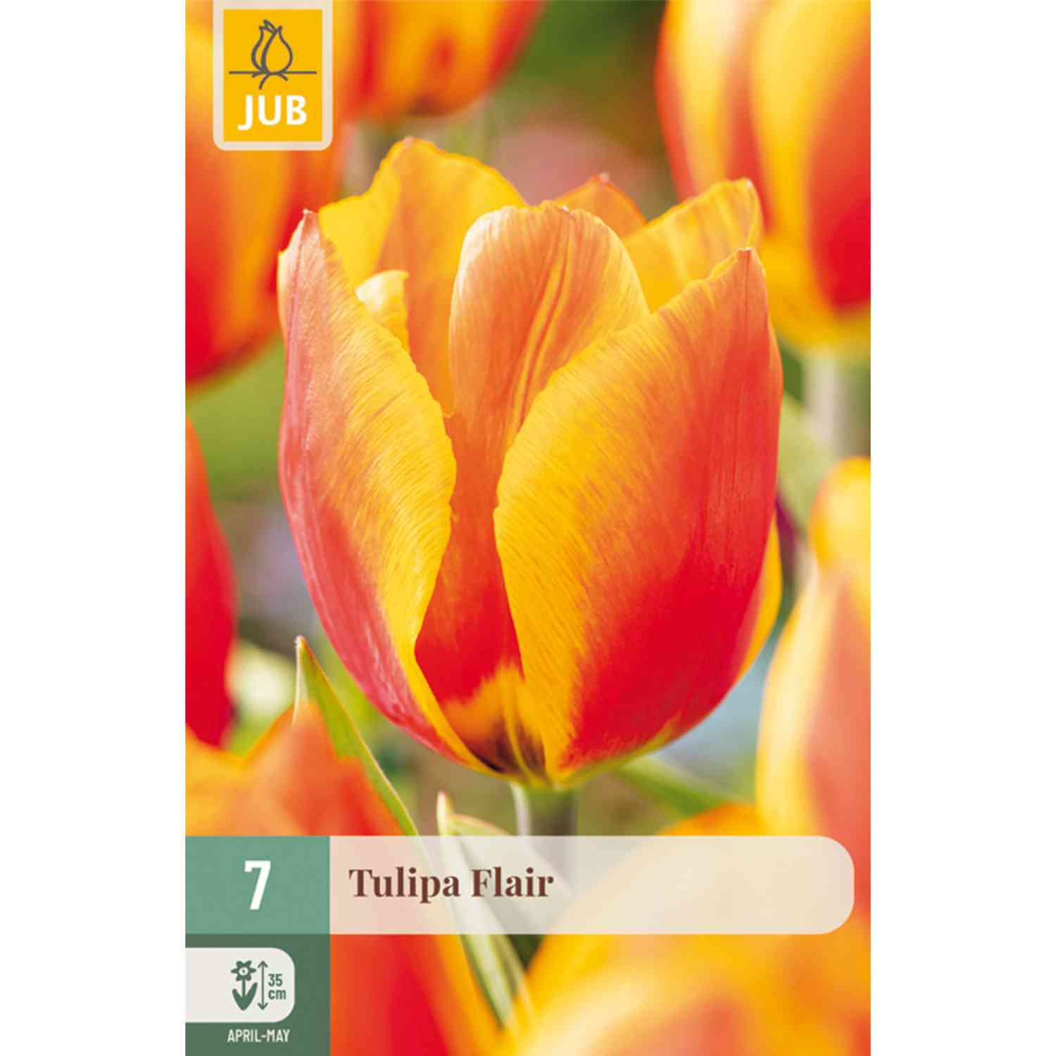 Einfache frühe Tulpe 'Flair' - 7 Stück