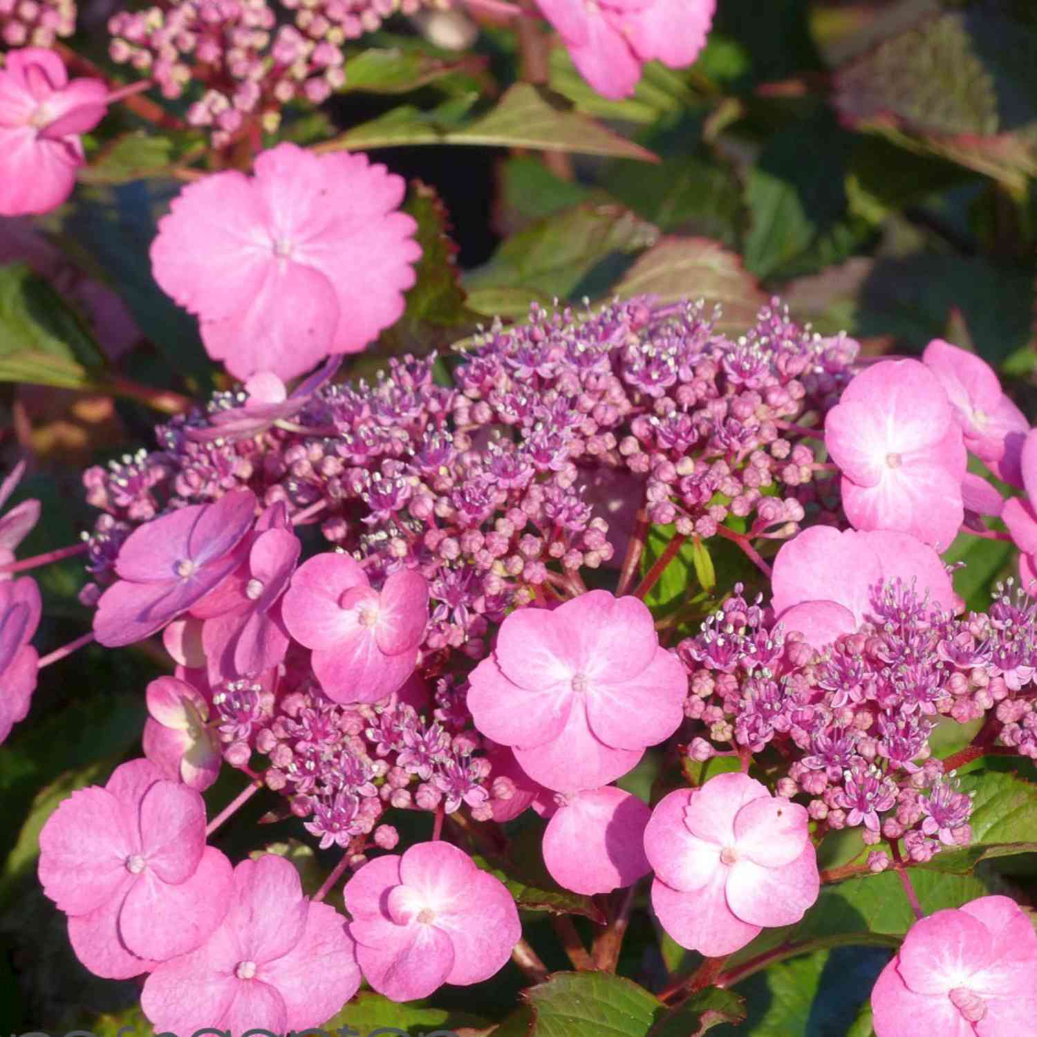 Tellerhortensie 'Cotton Candy'