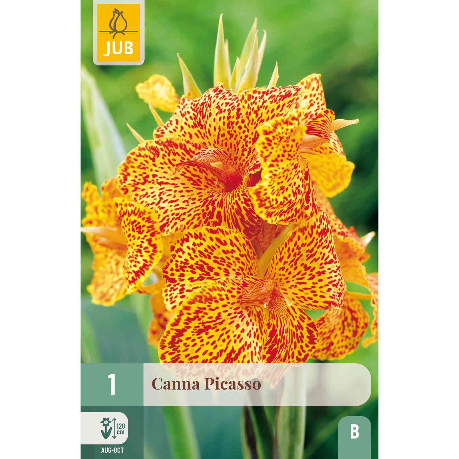Canna 'Picasso'- 1 Stück