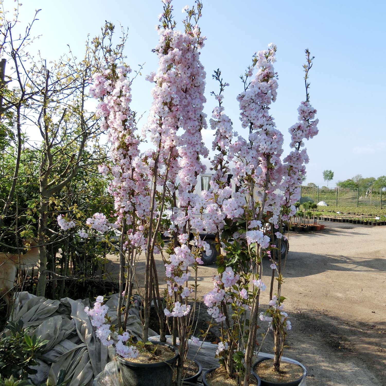 Säulen-Zierkirsche 'Amanogawa'