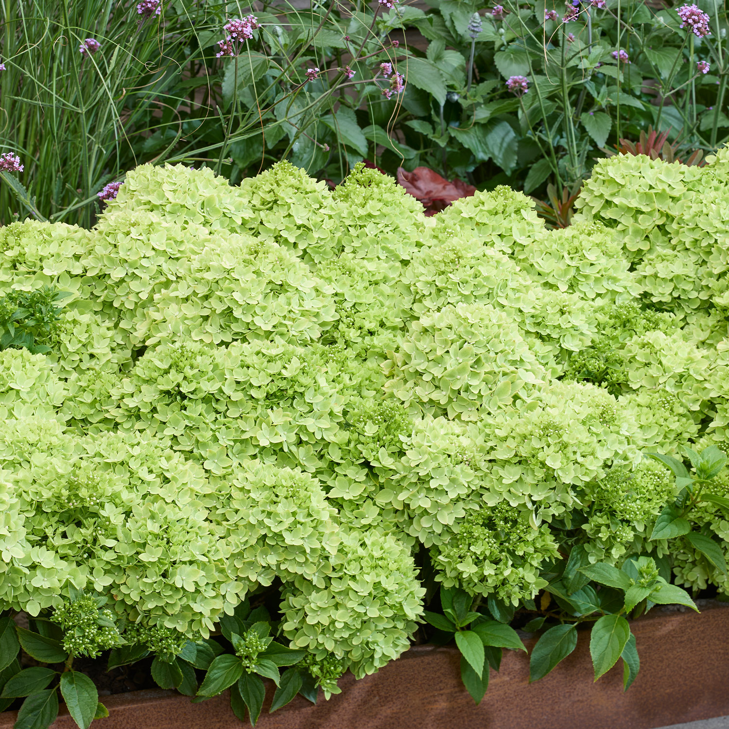 Zwerg-Rispenhortensie 'Groundbreaker® Ruby'