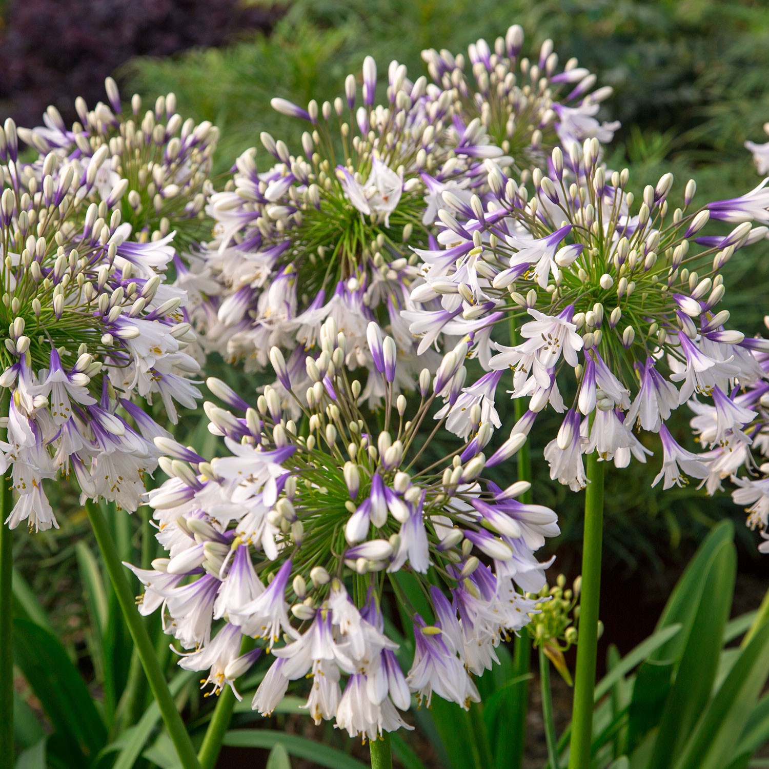 Afrikanische Schmucklilie 'Fireworks' Lieferform: Im 9 cm Topf