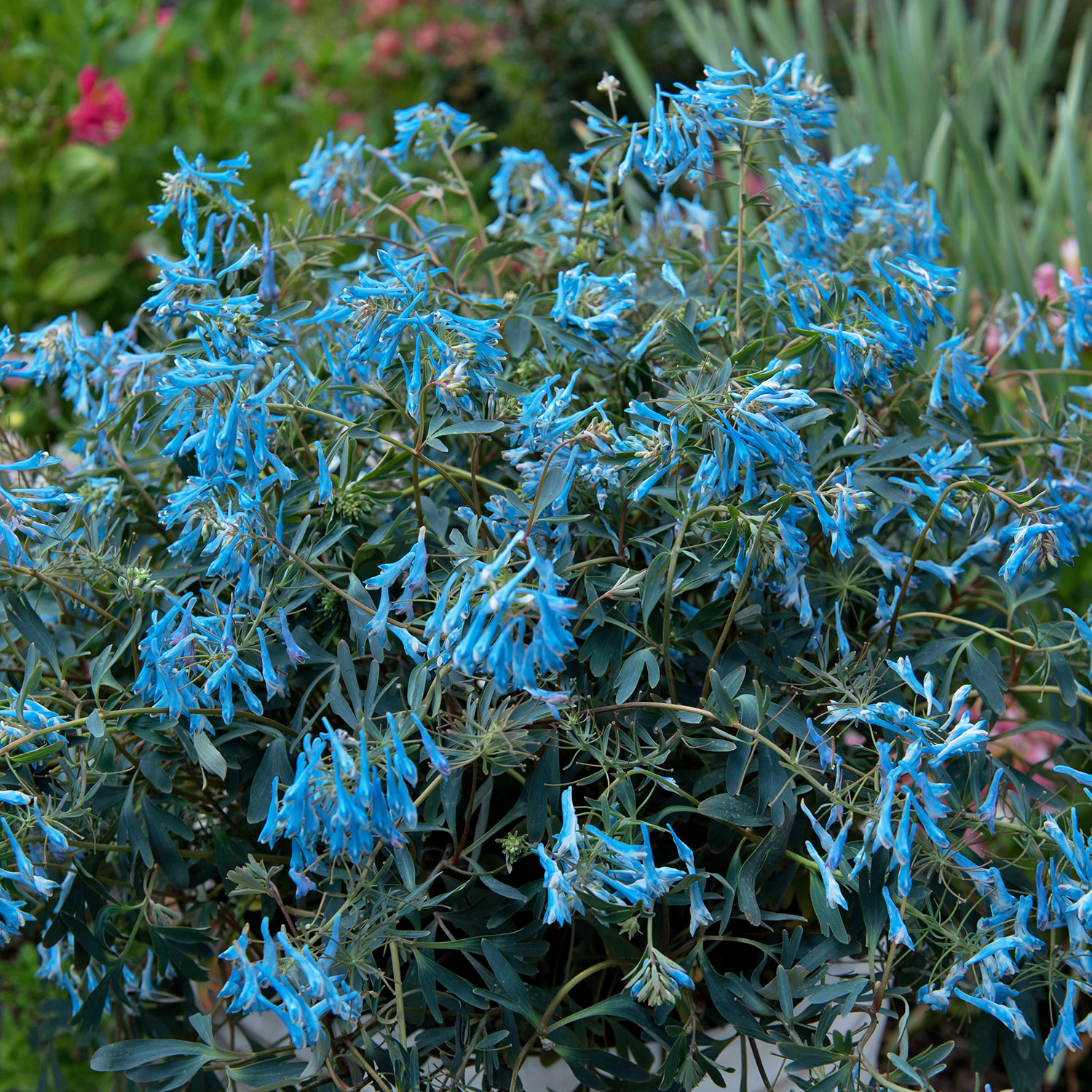 Gebogener Lerchensporn 'Porcelain Blue' Lieferform: Im 9 cm Topf