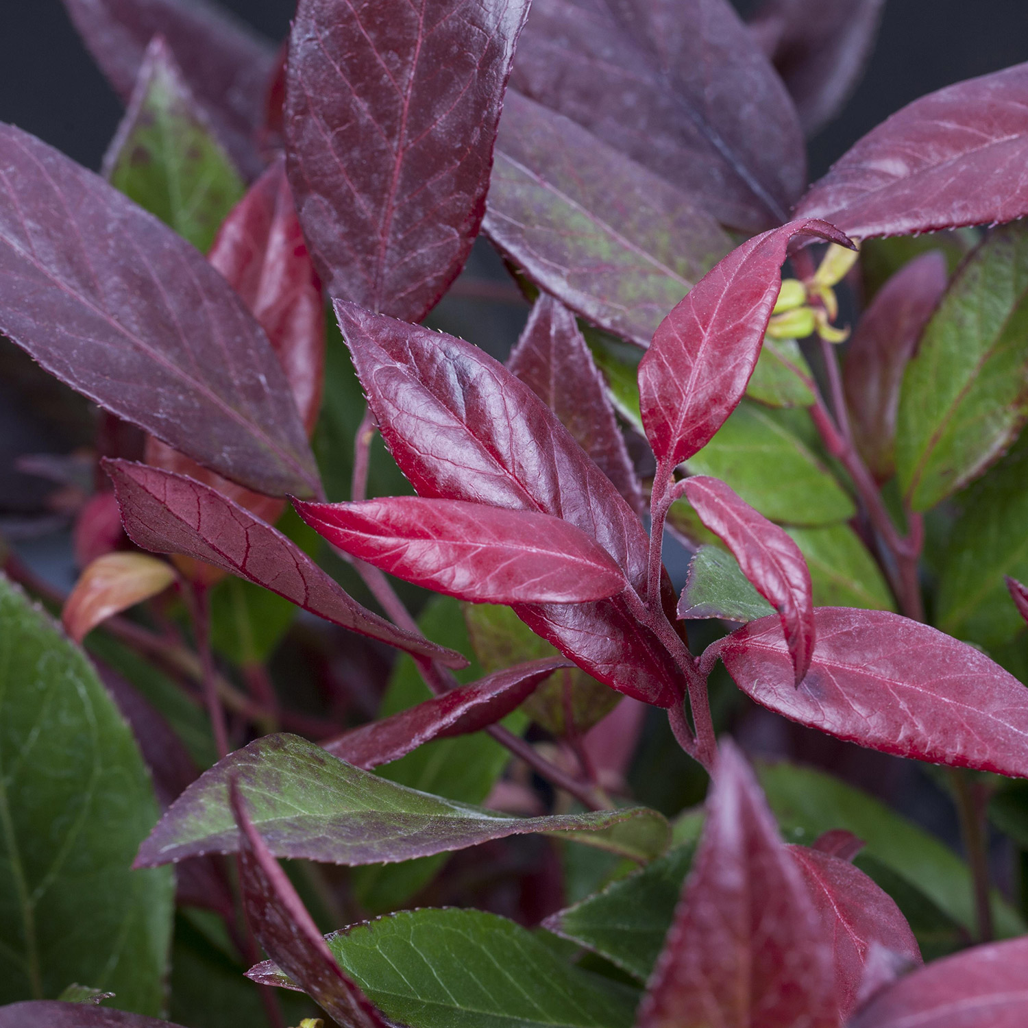 Traubenmyrthe 'Scarletta®' Liefergröße: 20 - 25 cm