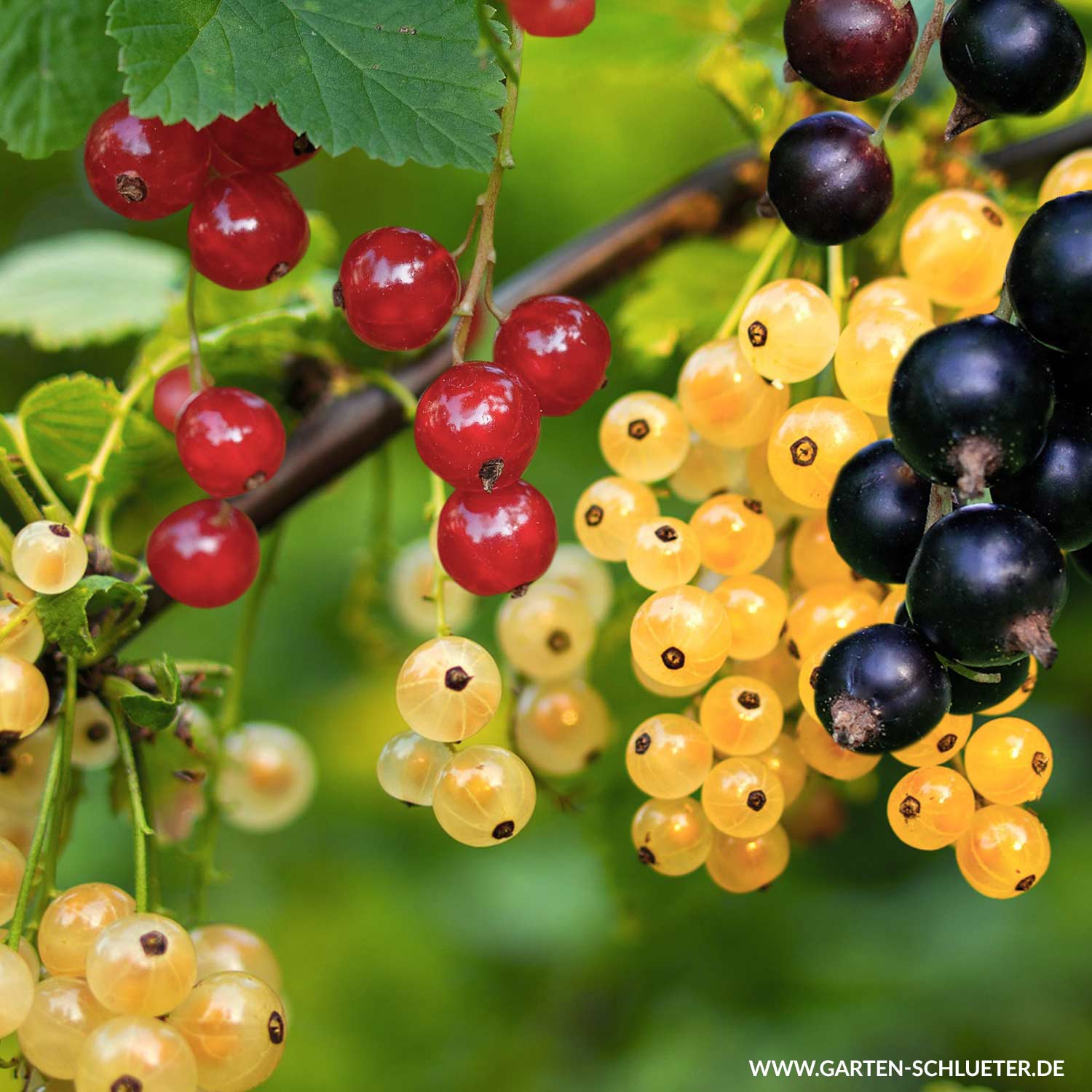 Johannisbeeren Trio - 3 Sorten in einem Topf Lieferform: Im 5 Liter Topf