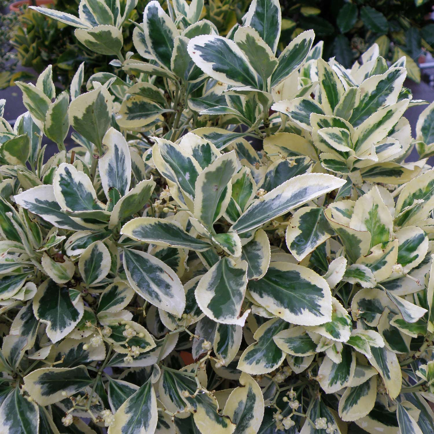 Weißbunte Kriechspindel 'Emerald'n Gaiety' Weißbunte Kriechspindel 'Emerald'n Gaiety'