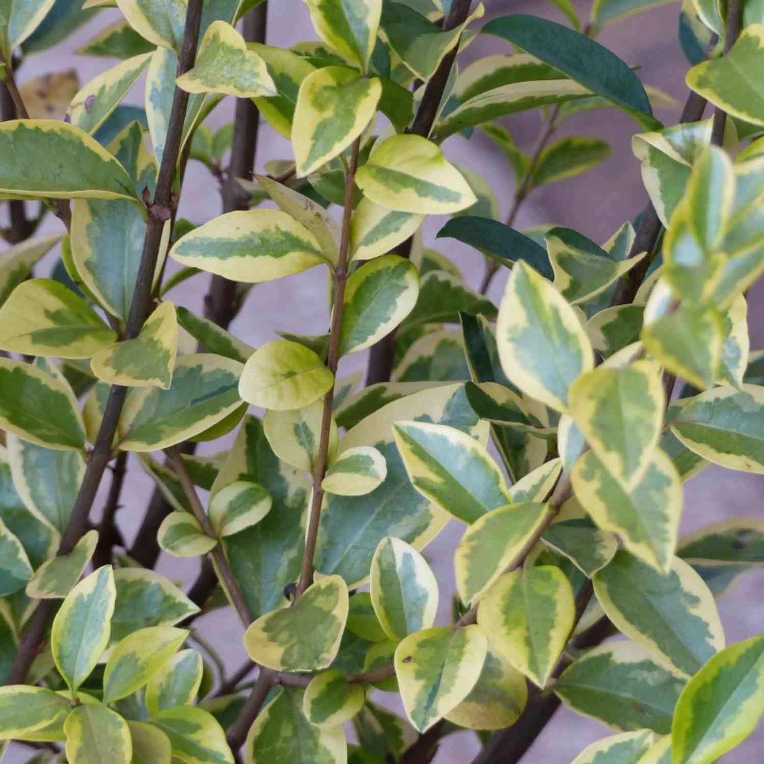 Goldliguster 'Aureum'