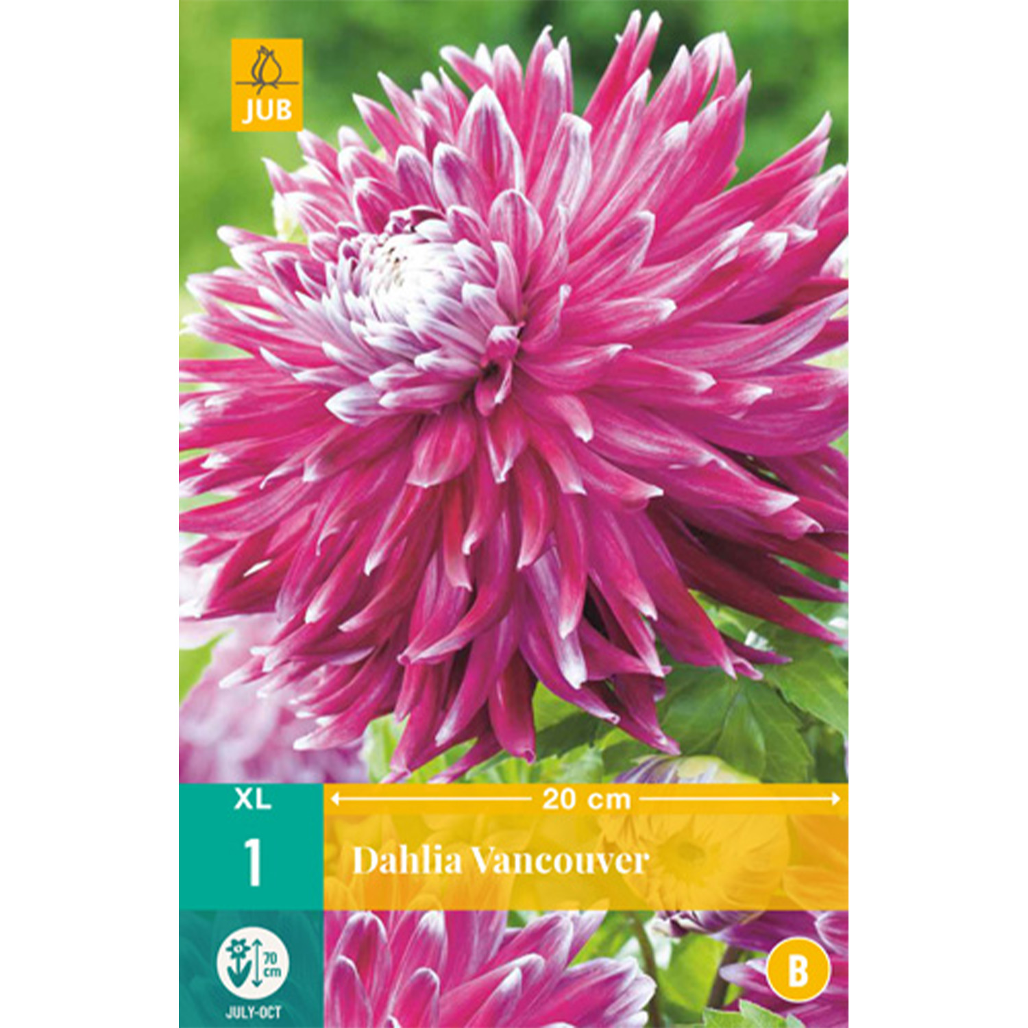 Kategorie <b>Produkt ohne Kategoriezuordnung </b> - Großblumige Dahlie 'Vancouver' - 1 Stück Lieferform: Blumenzwiebelbeutel mit Bildkarte - Dahlia 'Vancouver'