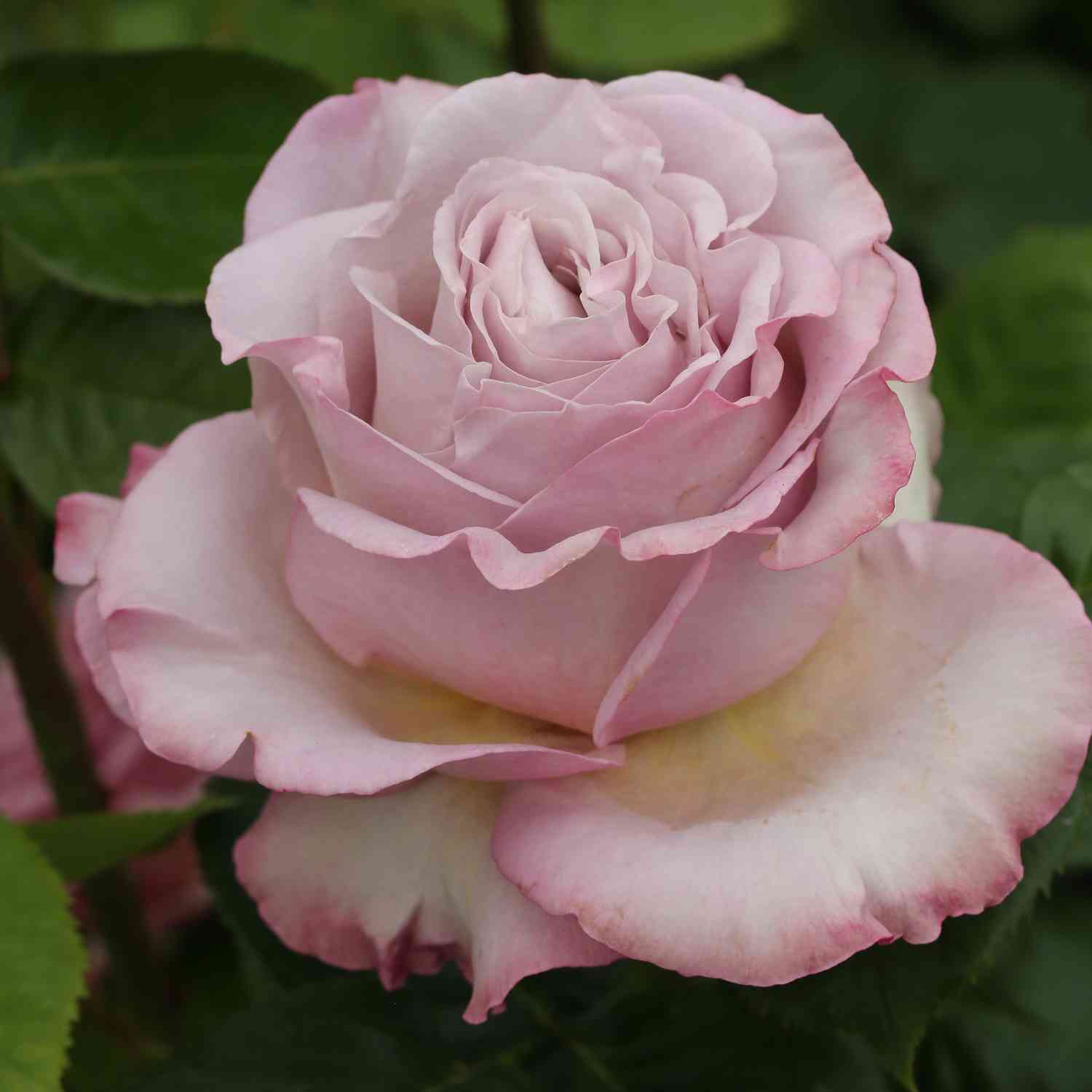 Edelrose 'Blue Girl' Edelrose 'Blue Girl'