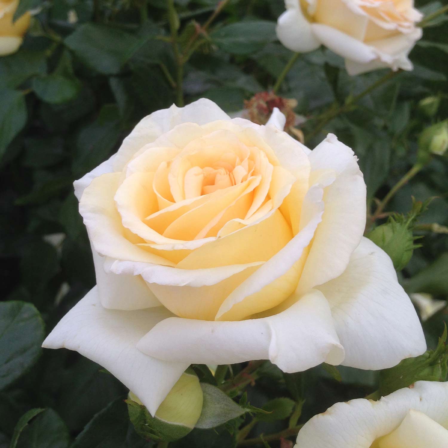Duftrose NIRParfum® 'Anastasia®', 5 Liter, 3 starke Triebe, Qualität A Lieferform: Im 6 Liter Topf