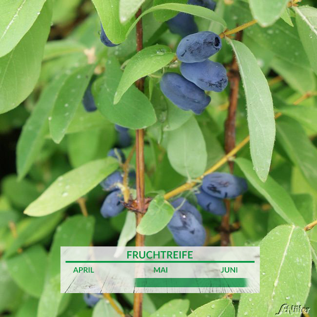 Sibirische Blaubeere 'MyBerry® Sweet' - Honigbeere