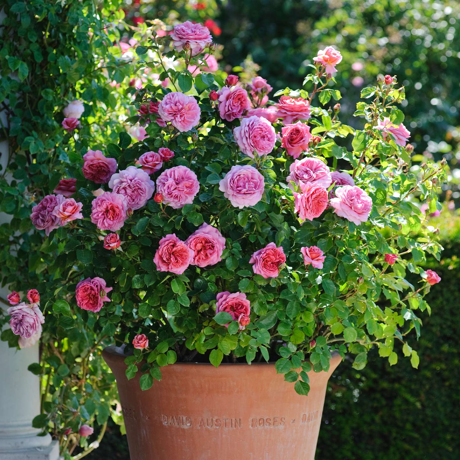 David Austin-Rose 'Princess Alexandra of Kent®'