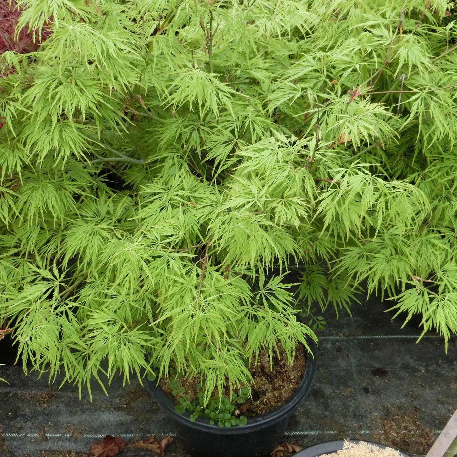 Kategorie <b>Produkt ohne Kategoriezuordnung </b> - Grüner Schlitz-Ahorn 'Dissectum' C3, 25-30 cm Liefergröße: 25-30 cm - Acer palmatum 'Dissectum'