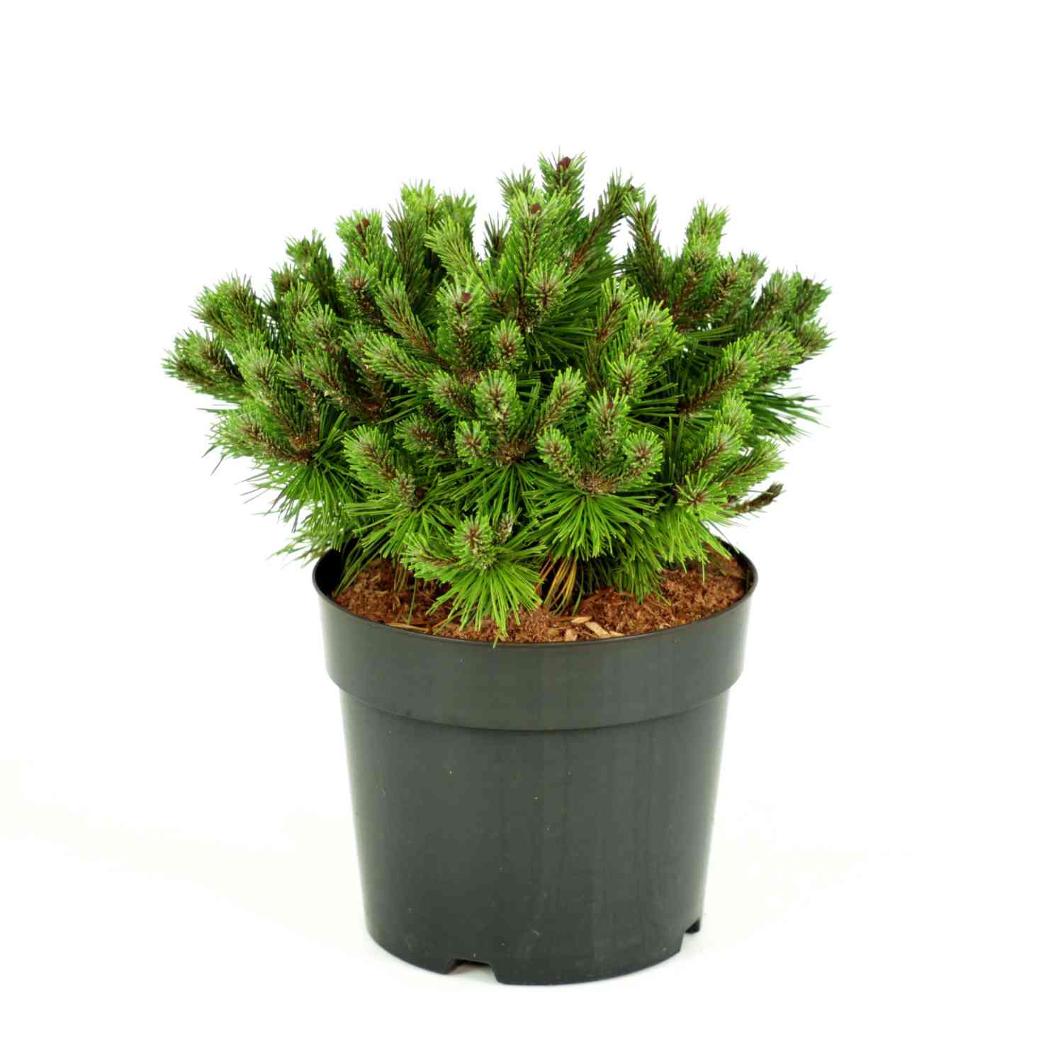 Zwerg-Kiefer 'Benjamin' Zwerg-Kiefer 'Benjamin'