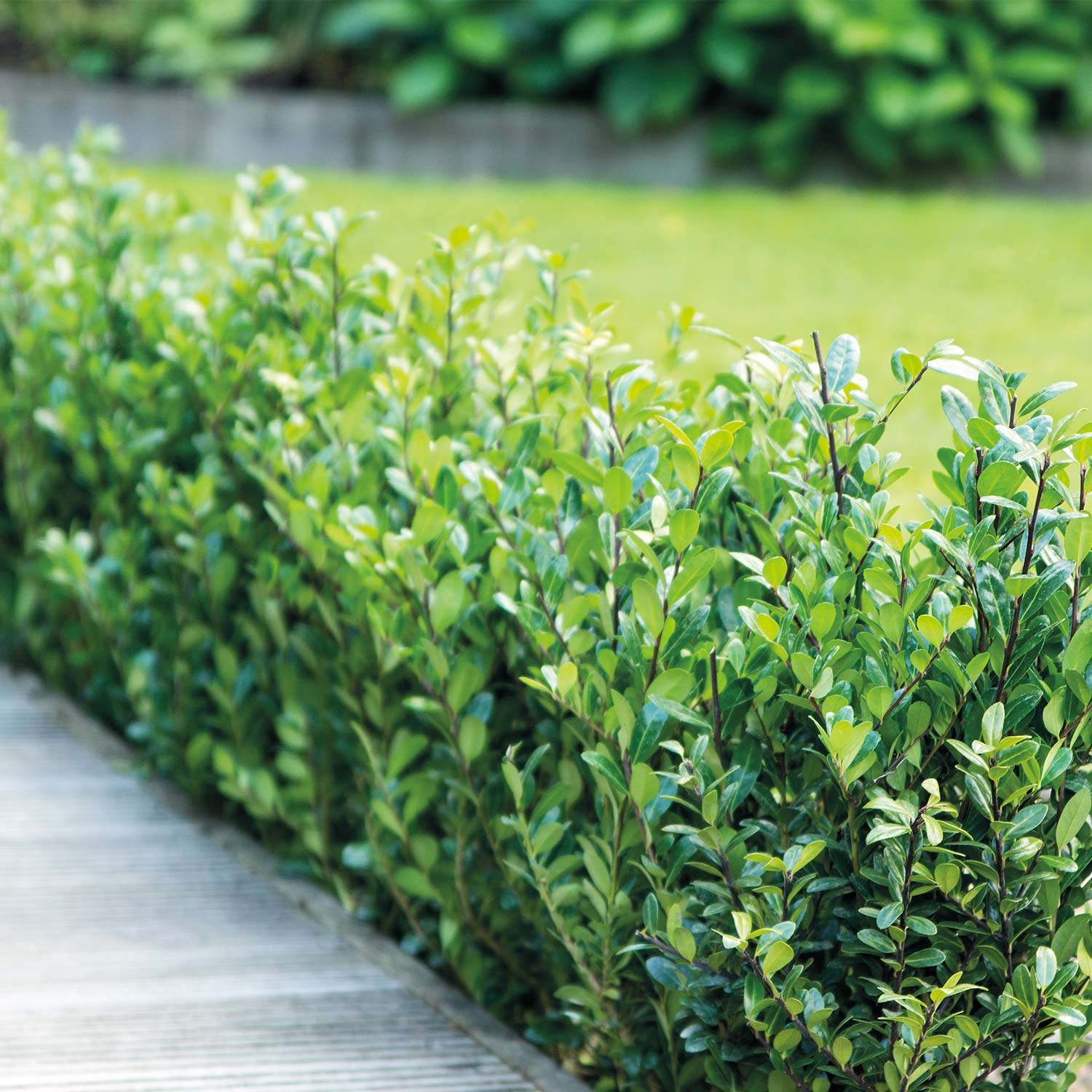 Ilex 'Robustico' C3-5 60 - 80 cm Liefergröße: 60 - 80 cm