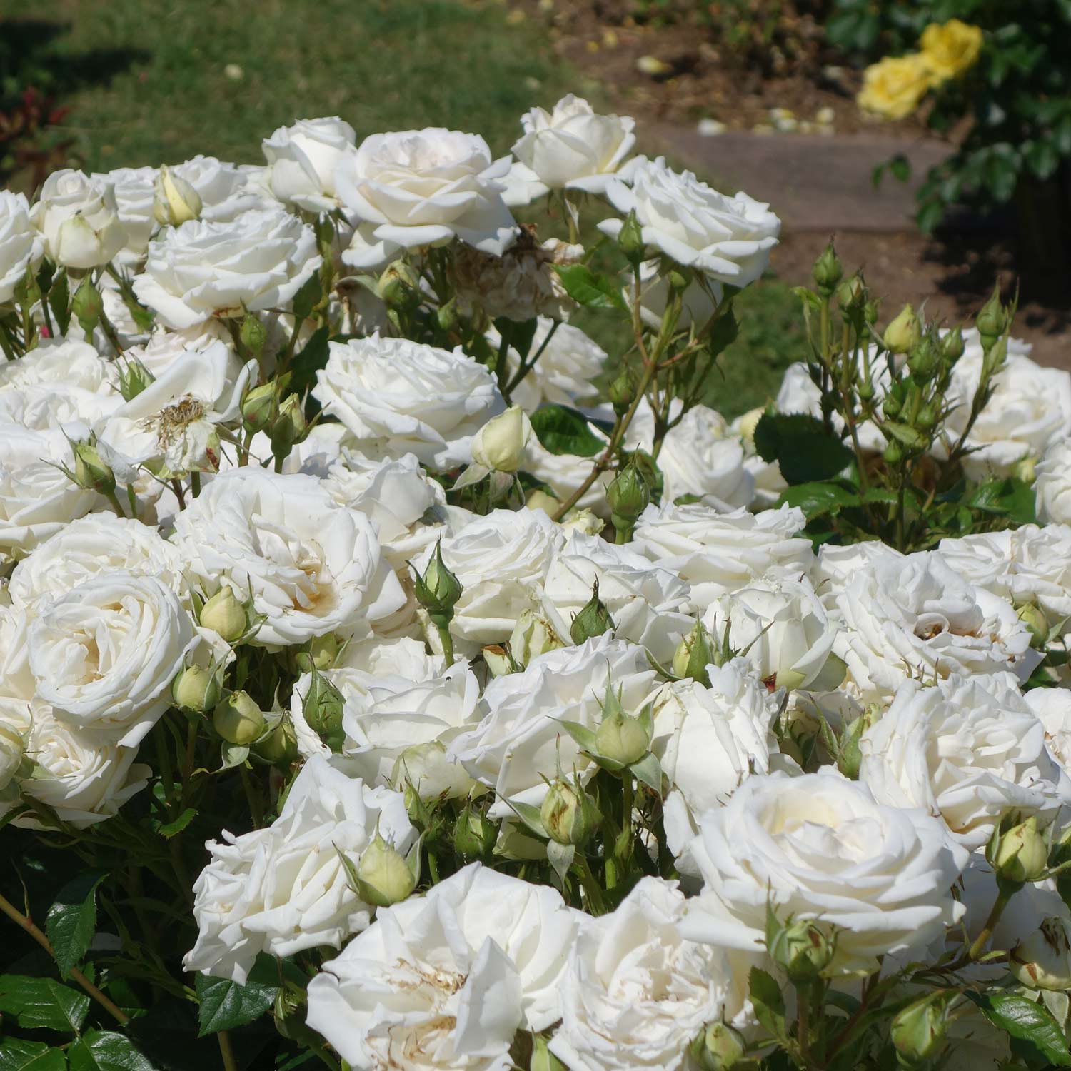 Edelrose 'Madame Anisette' Edelrose 'Madame Anisette'