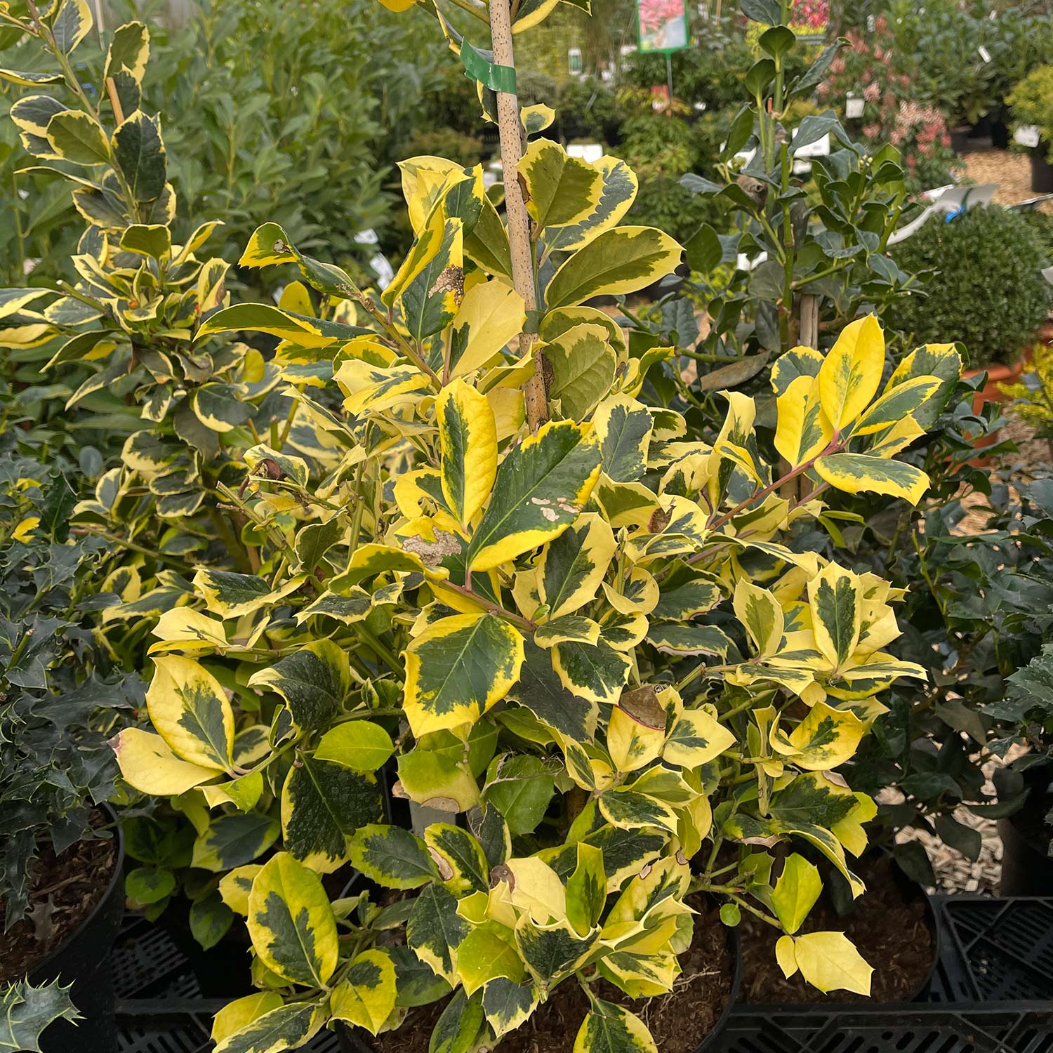 Gelbbunte Stechpalme 'Golden King' Gelbbunte Stechpalme 'Golden King'