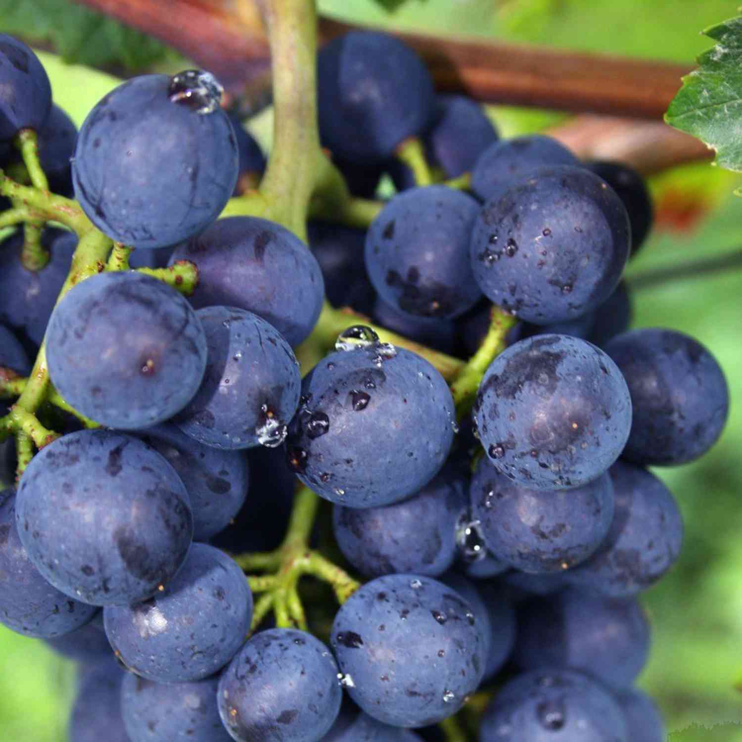 Weintraube 'Muscat bleu' C 2 Weintraube 'Muscat bleu' C 2