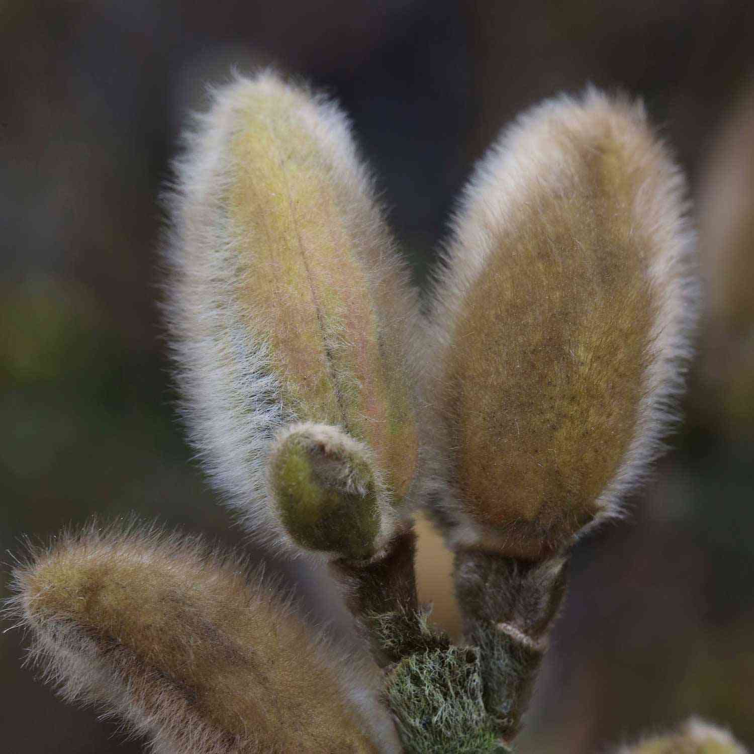 Sternmagnolie 'Frühlingsbote' Sternmagnolie 'Frühlingsbote'