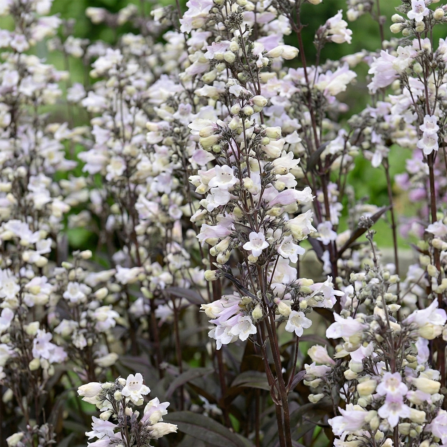 Bartfaden 'Onyx and Pearls'