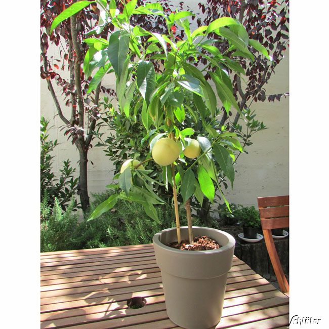 Weißer Pfirsich 'Icepeach'