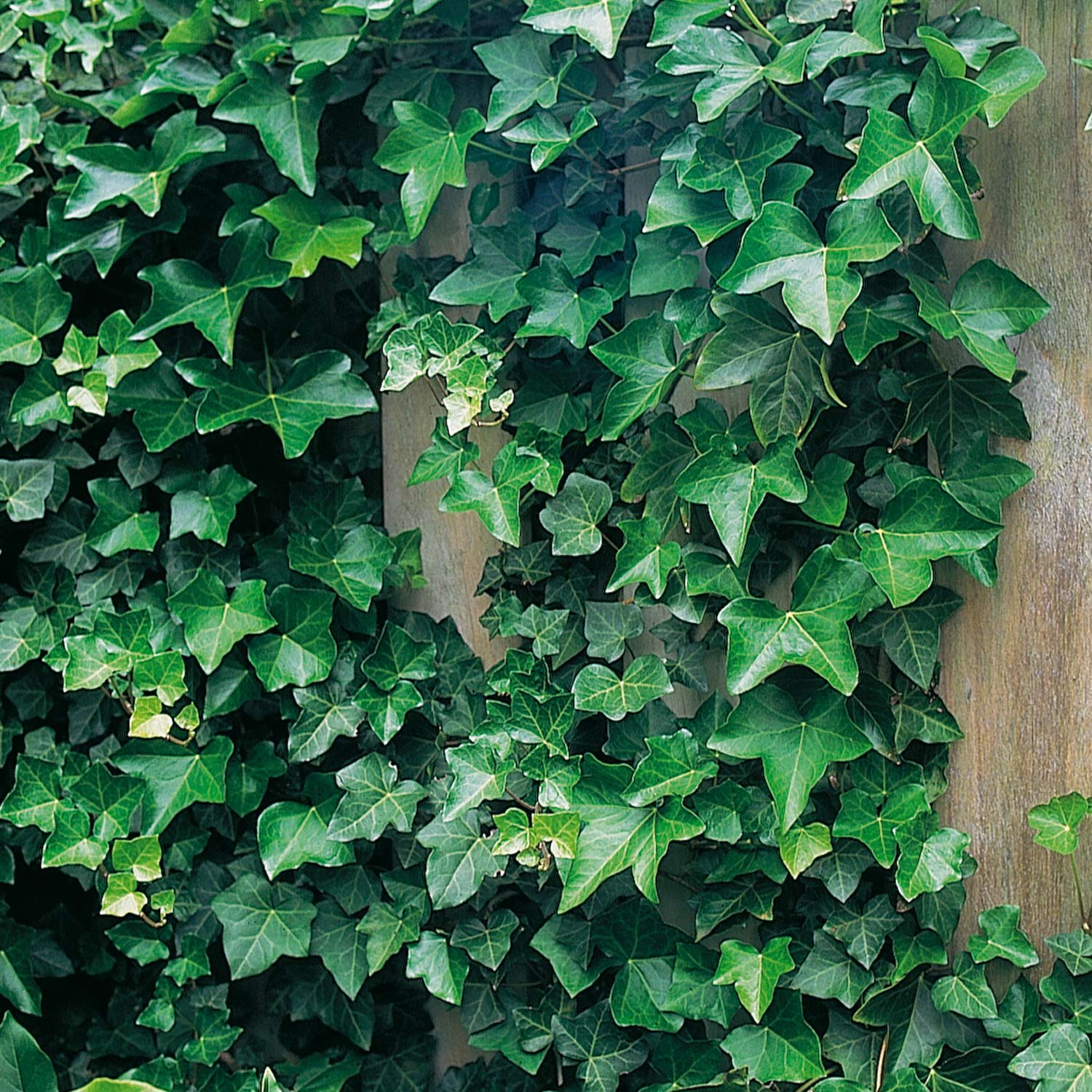 Gemeiner Efeu, 2 Liter, 60 - 80 cm gestäbt, 4 - 6 Triebe Liefergröße: 60 - 80 cm | gestäbt, 4 - 6 Triebe