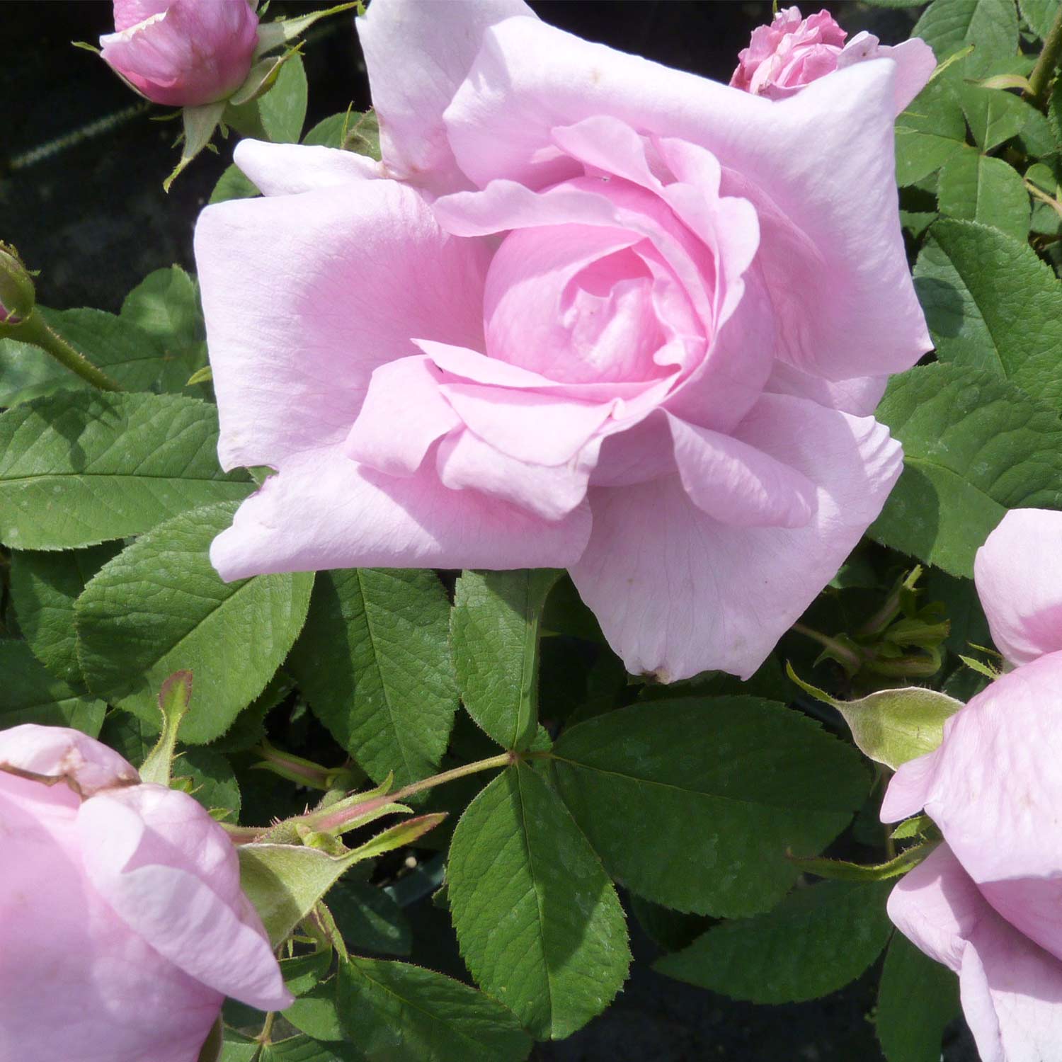 Historische Rose 'Comte de Chambord' 6 Liter Container Lieferform: Im 6 Liter Topf
