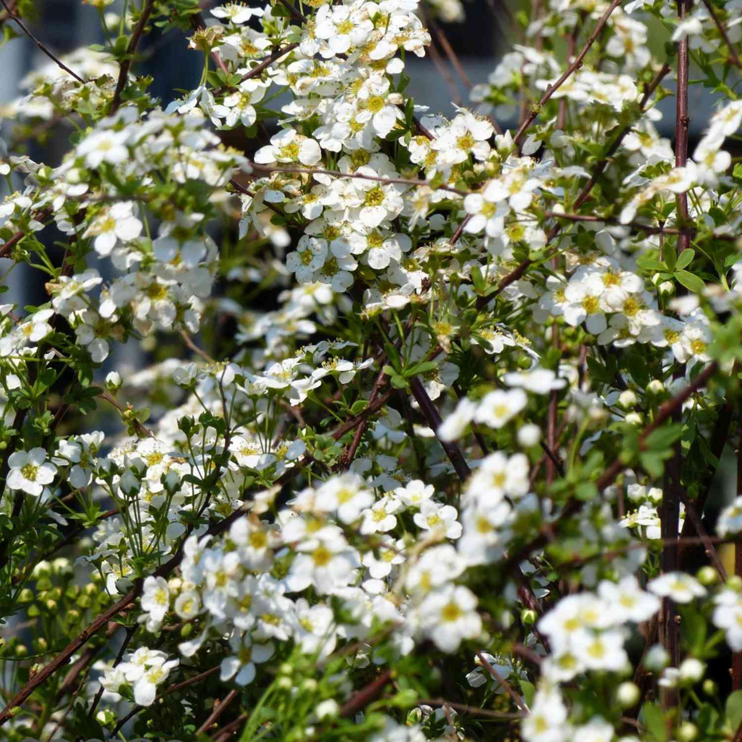 Brautspiere/ Schneespiere