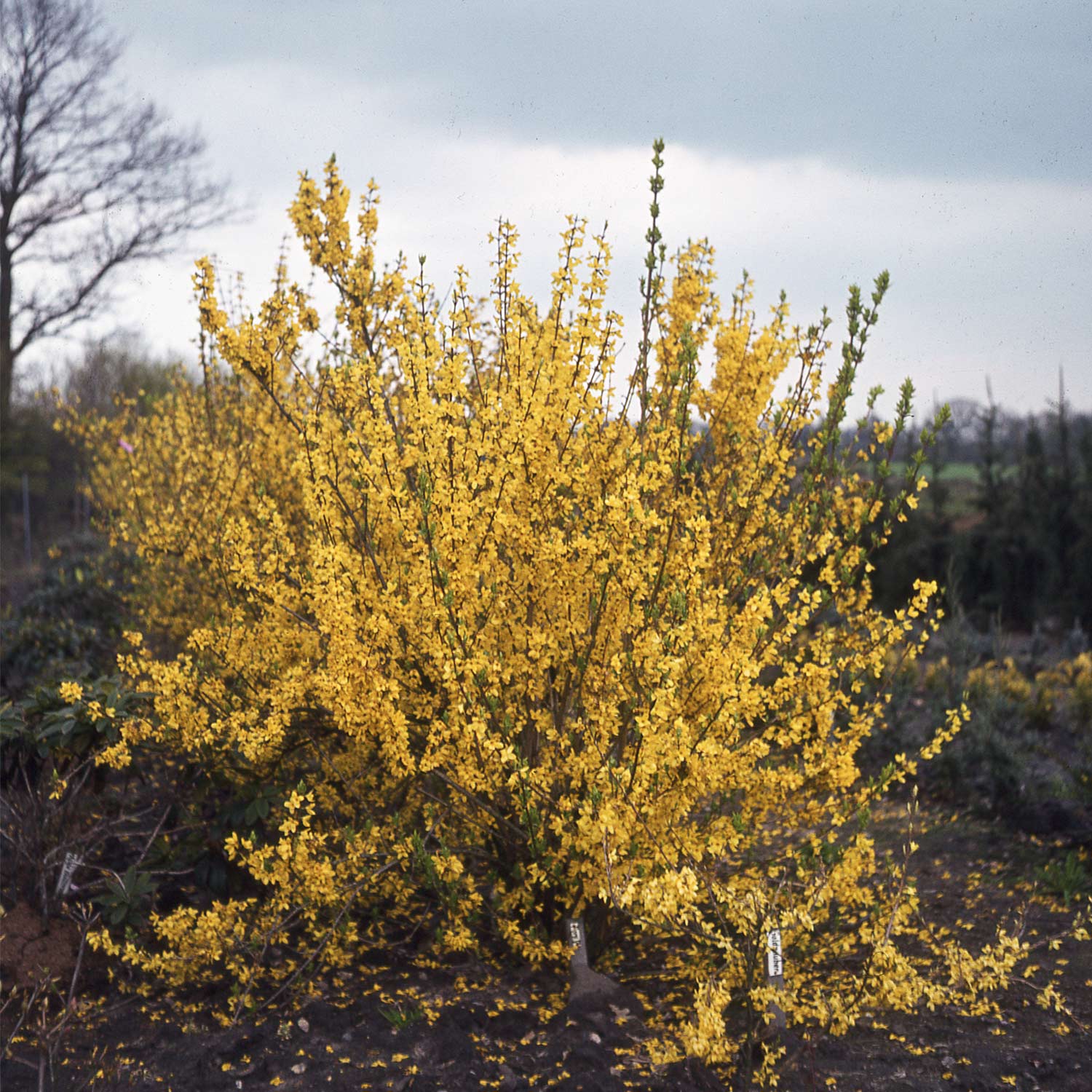 Goldglöckchen / Forsythie 'Spectabilis', wurzelnackte Pflanze, 60 - 100 cm Liefergröße: 60 - 100 cm / verschulter Strauch