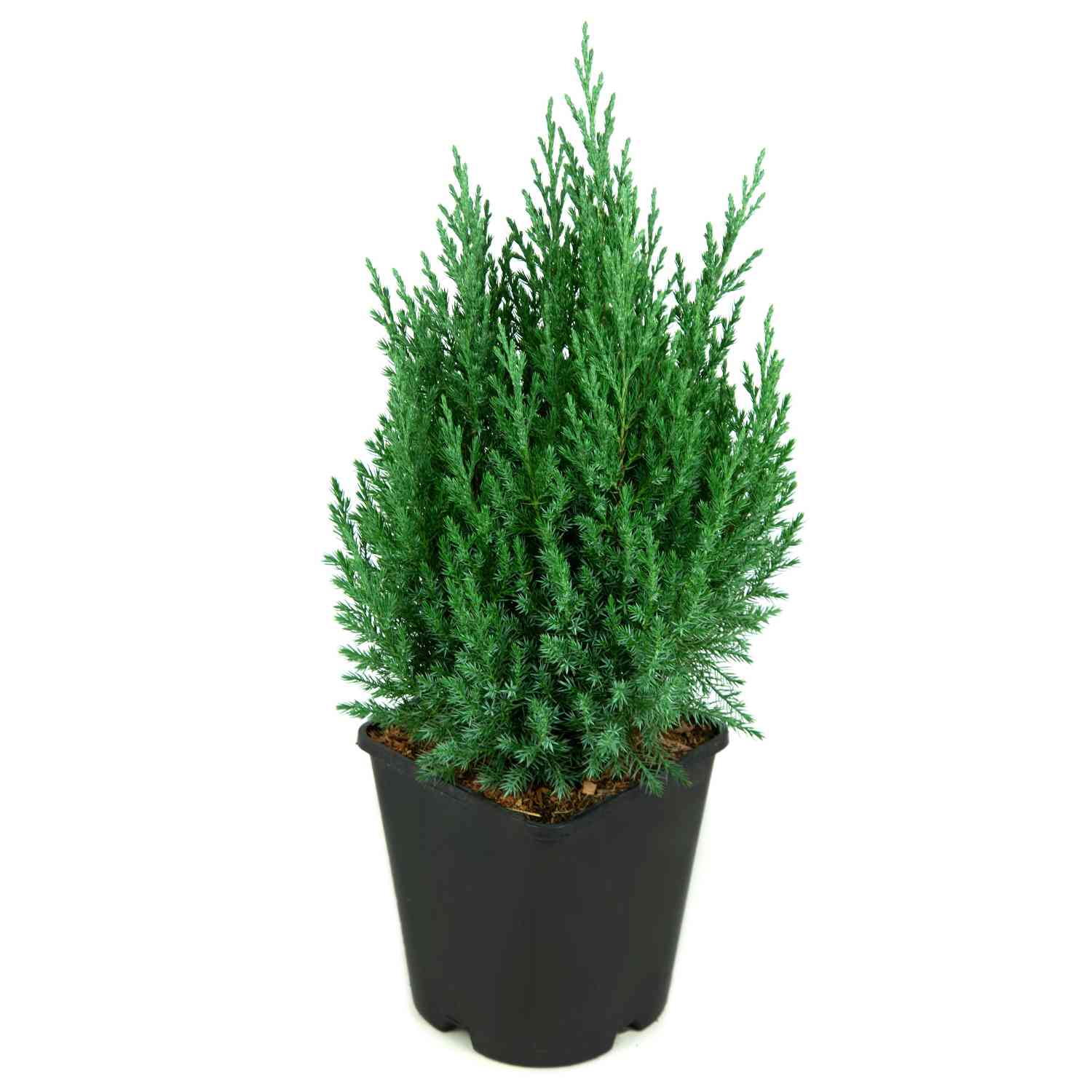 Blauer Kegelwacholder 'Stricta'