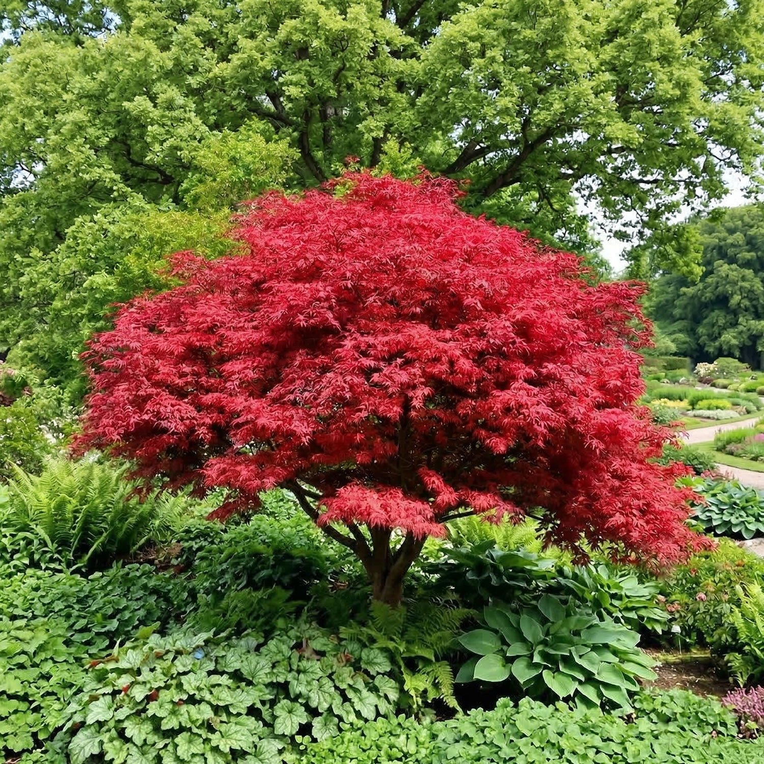 Kategorie <b>Produkt ohne Kategoriezuordnung </b> - Fächerahorn 'Firecracker' C7,5 50 - 60 cm Lieferform: Im 7,5 Liter Topf - Acer palmatum 'Firecracker'