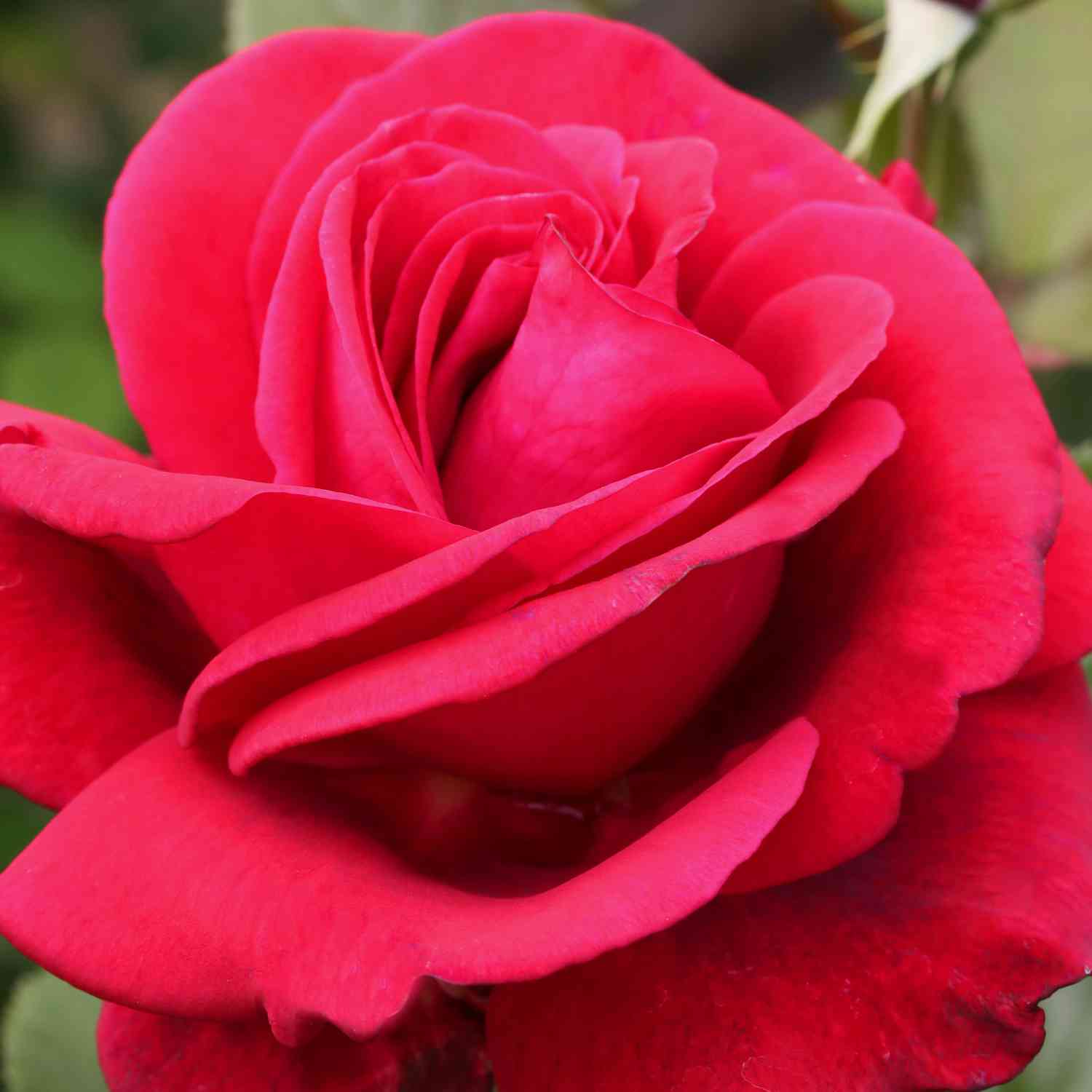 Kletterrose 'NIRPorizon® Red Flame®'