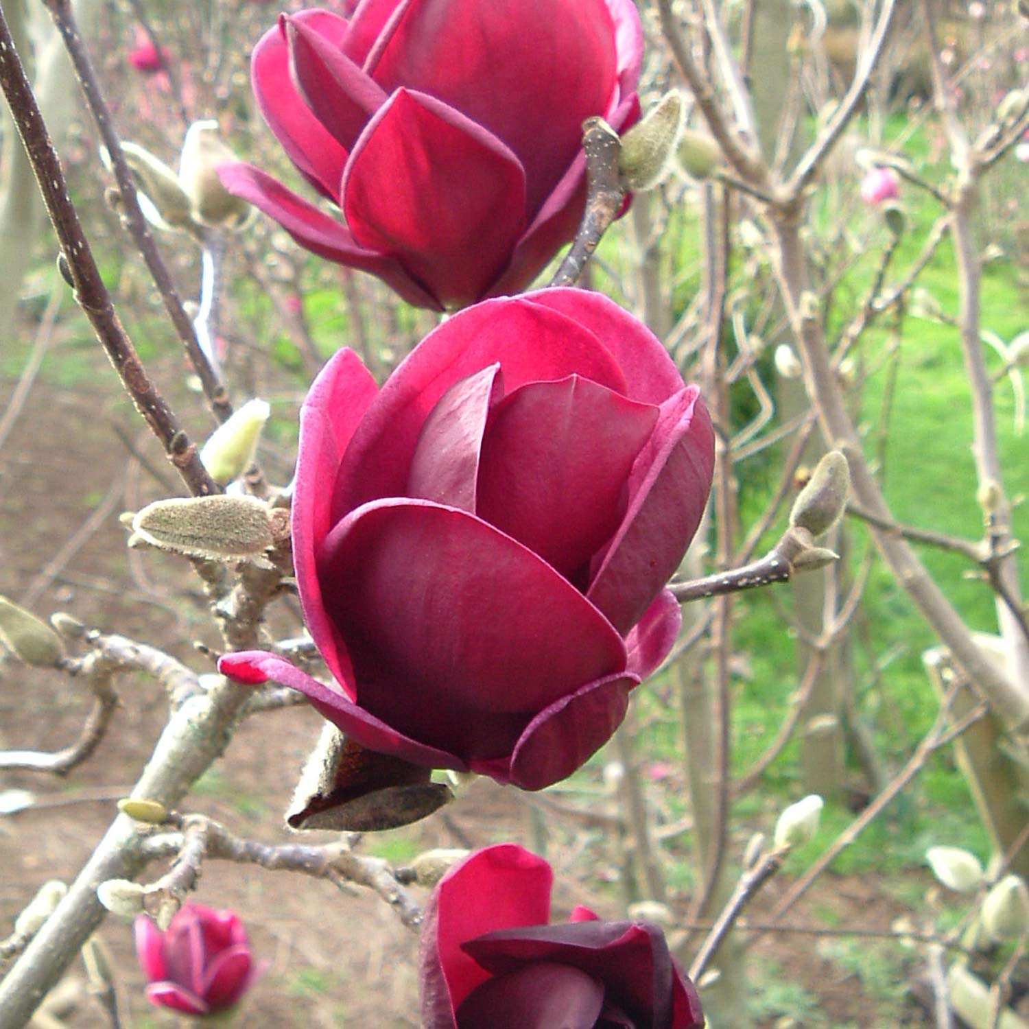 Magnolie 'Genie®'