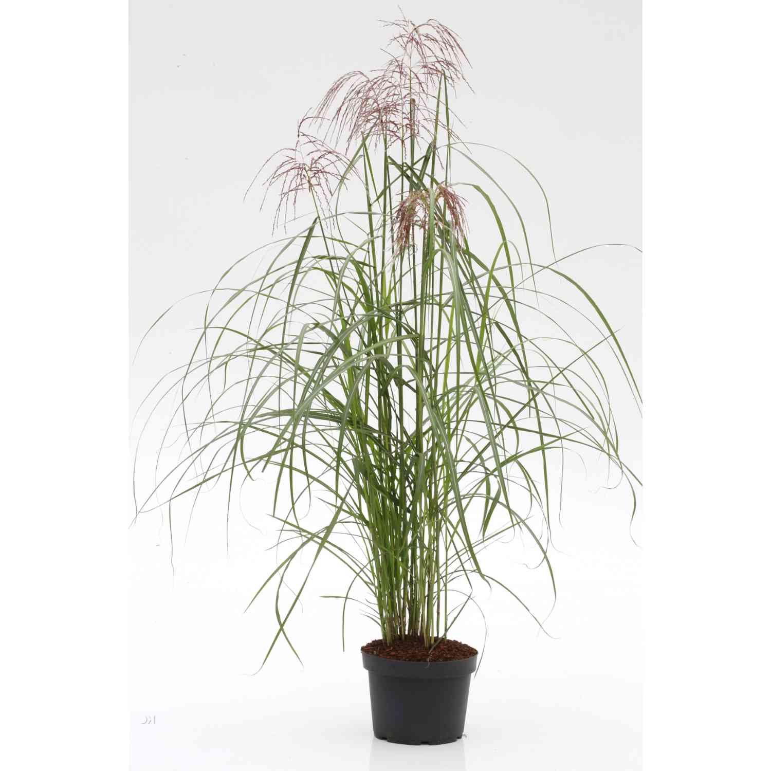 Chinaschilf 'Malepartus'
