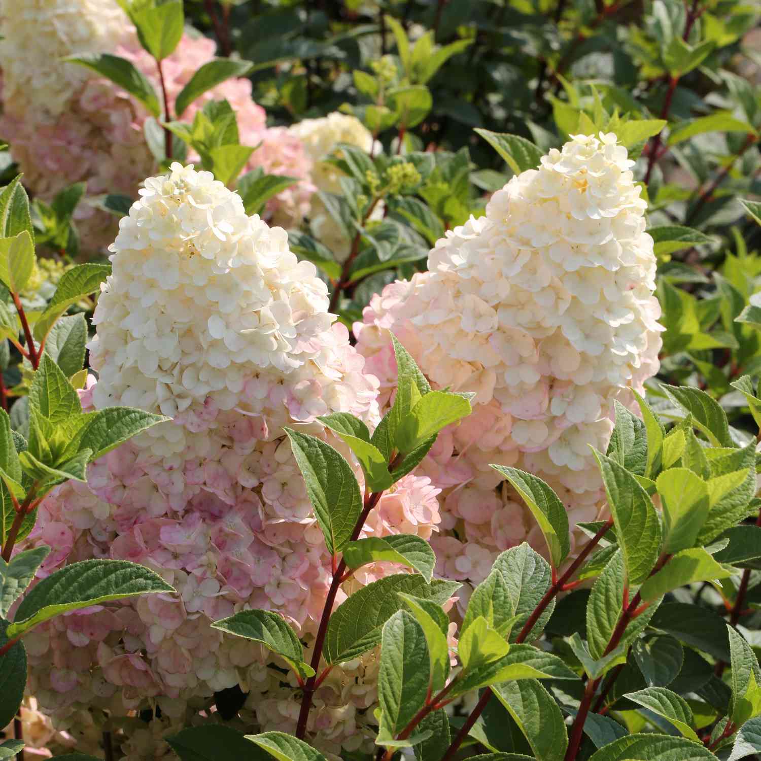 Rispenhortensie 'Silver Dollar®' Rispenhortensie 'Silver Dollar®'