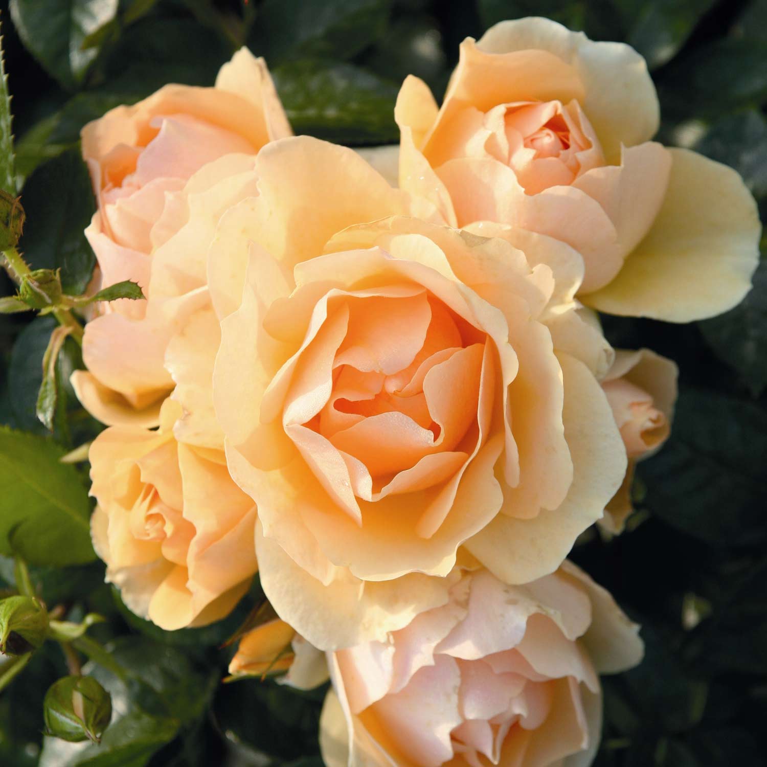 Beetrose 'Hansestadt Rostock' Beetrose 'Hansestadt Rostock'