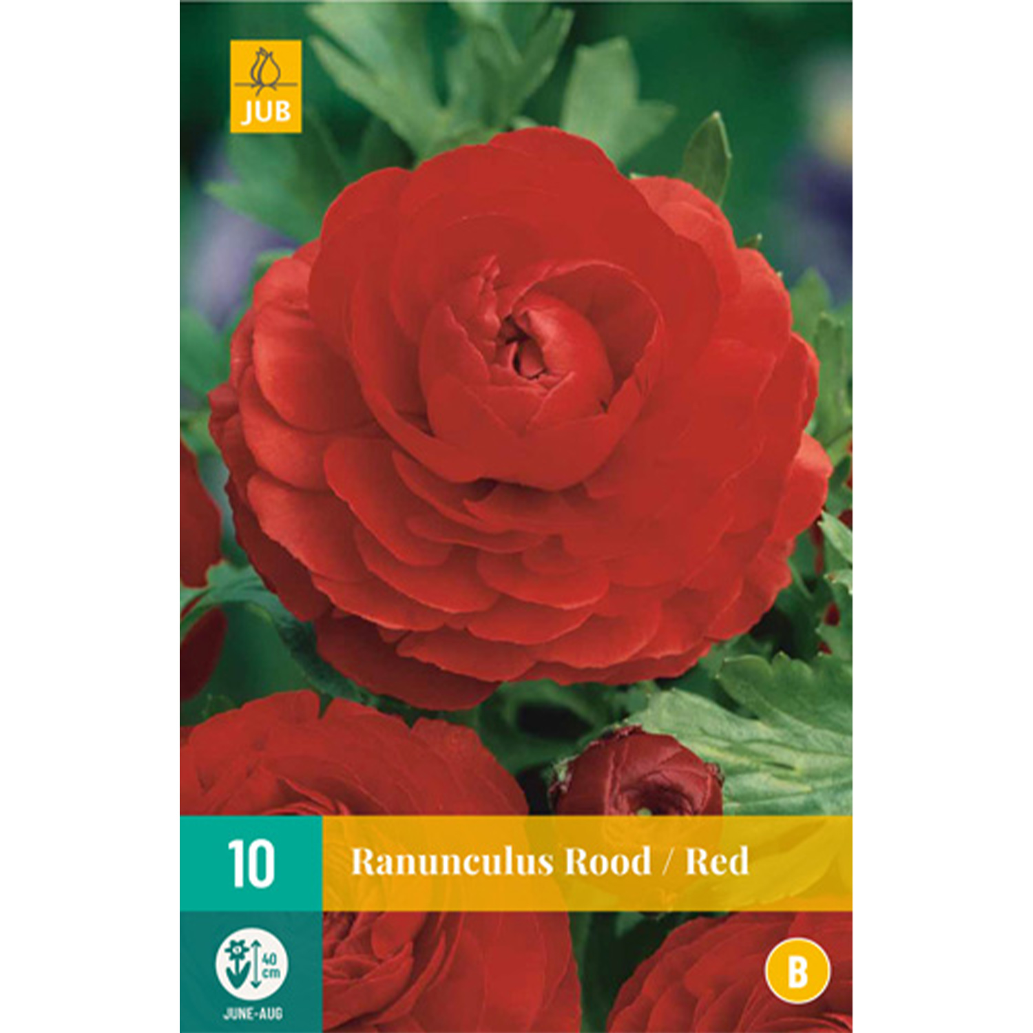 Ranunkeln 'Red' - 10 Stück Liefergröße: Zwiebelgröße 6/7
