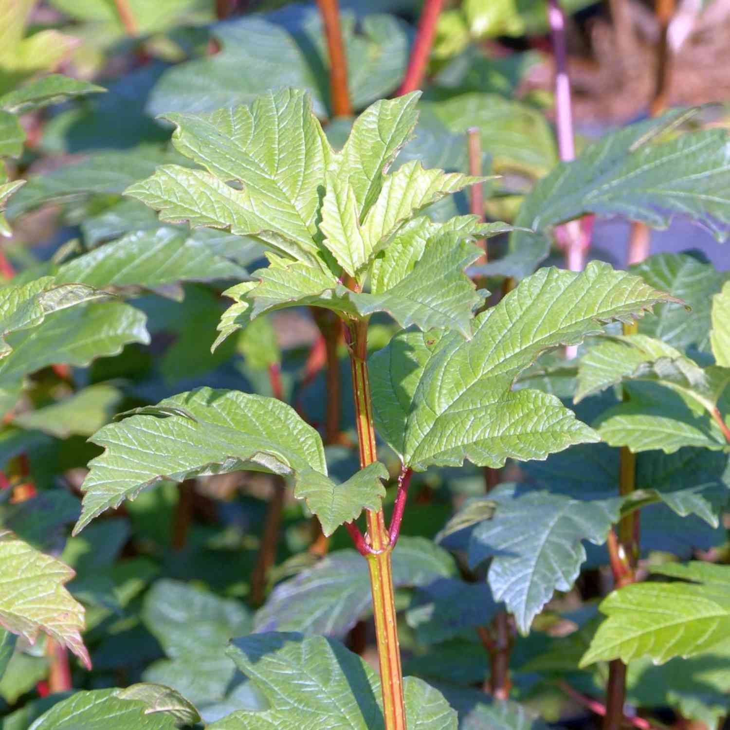Gefüllter Schneeball 'Roseum' Gefüllter Schneeball 'Roseum'