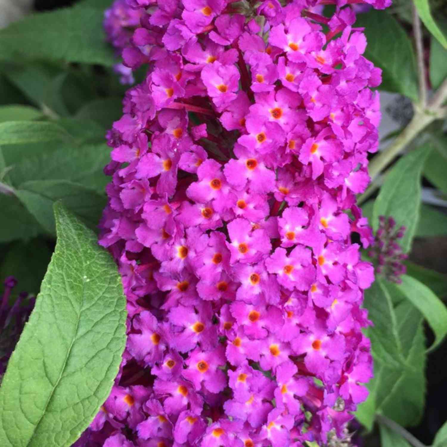 Zwerg-Sommerflieder 'Buzz Pink Purple' Zwerg-Sommerflieder 'Buzz Pink Purple'