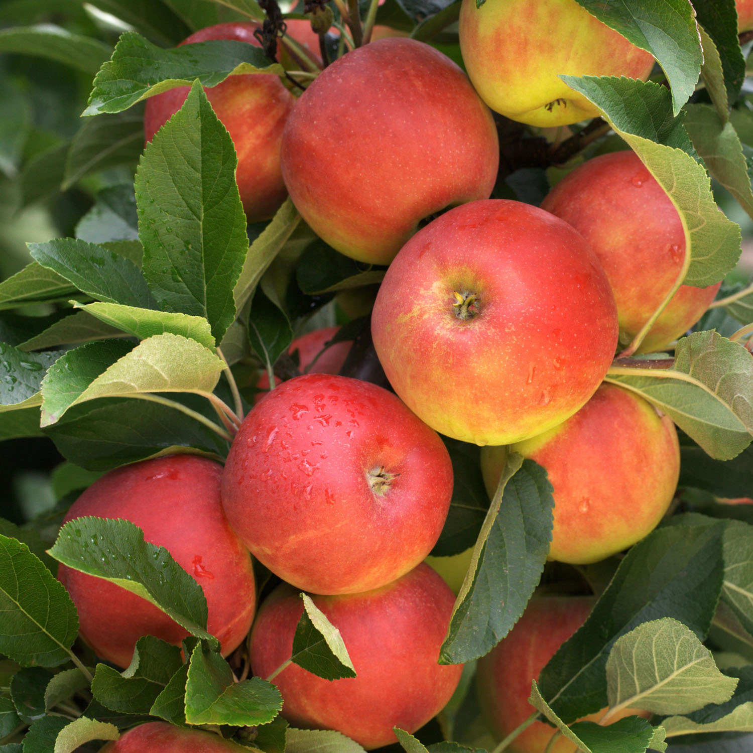 Apfel 'Elstar®'