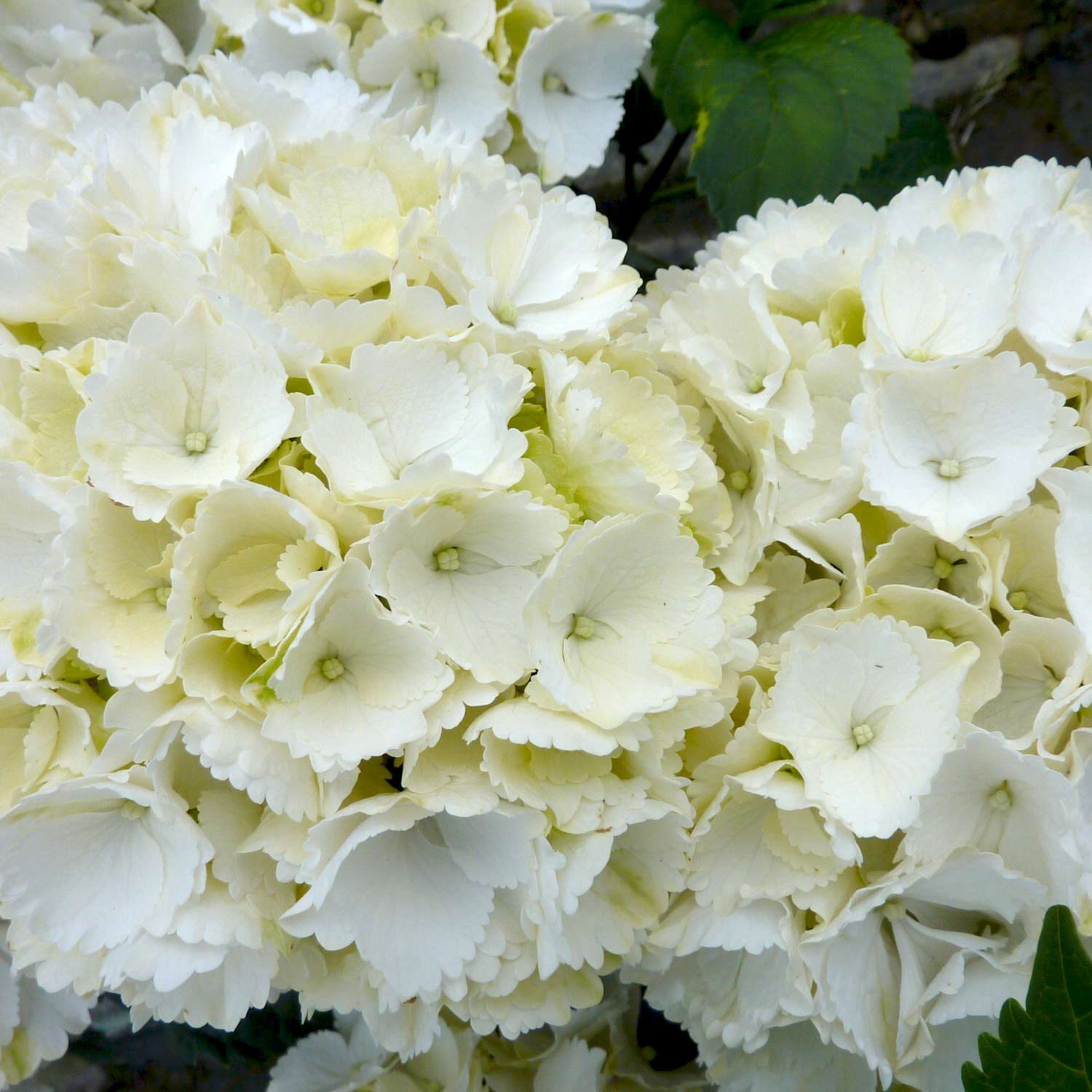 Gartenhortensie 'Schneeball' 3 Liter Container, 30 - 40 cm Liefergröße: 30 - 40 cm