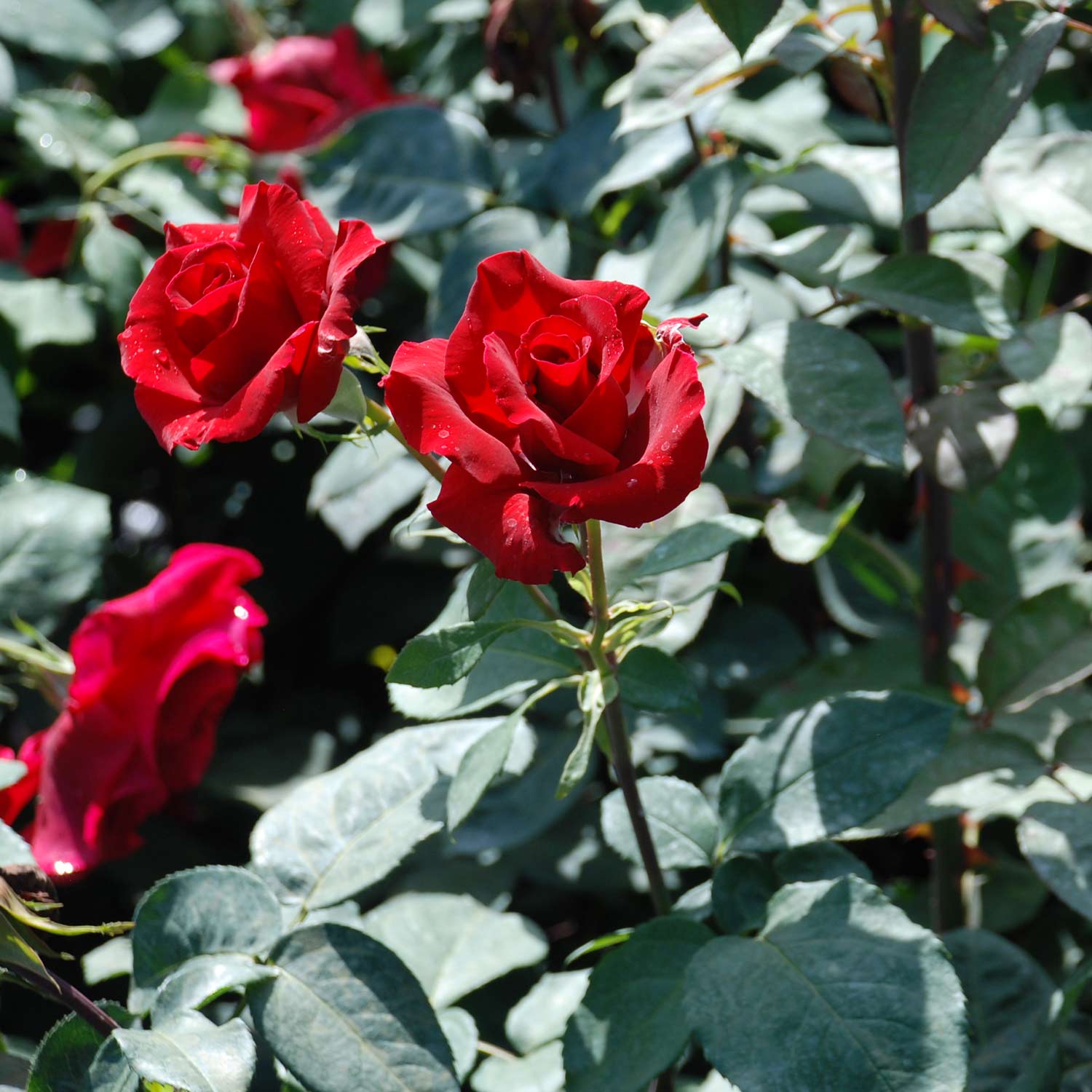 Duft-Edelrose 'Erotika®', Wurzelnackte Pflanze, mind. 3 starke Triebe Liefergröße: mind. 3 starke Triebe
