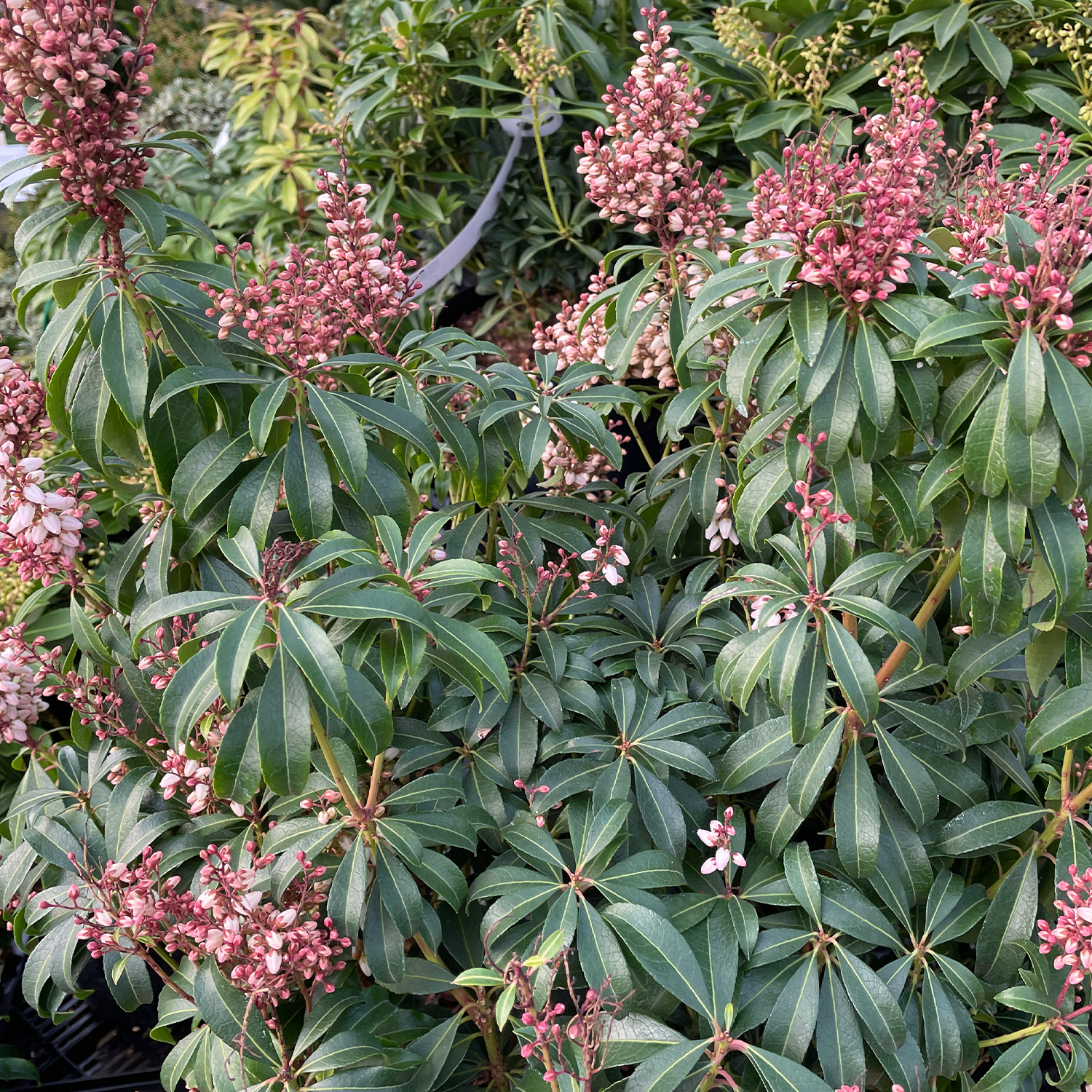 Kategorie <b>Rhododendren, Azaleen und Heide </b> - Lavendelheide/ Schattenglöckchen 'Bonfire' Liefergröße: 30-40 cm - Pieris japonica 'Bonfire'