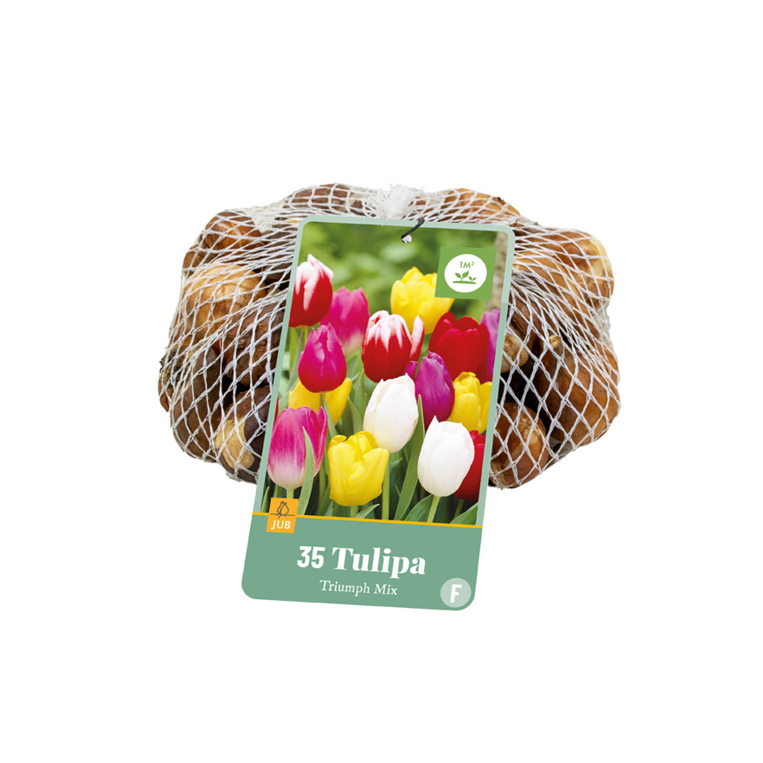 Triumph-Tulpen Mischung - 35 Stück Liefergröße: Zwiebelgröße 11/12